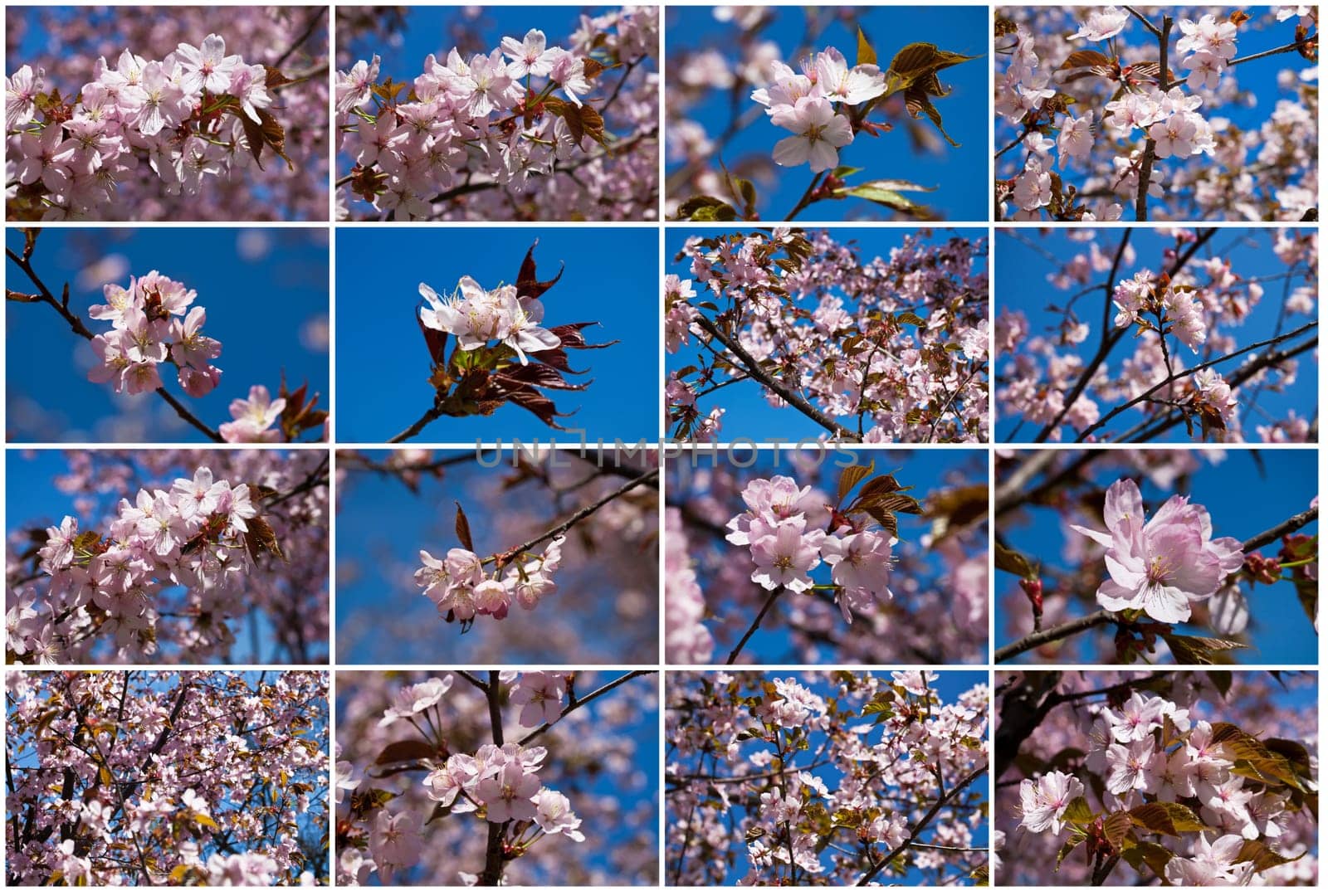 Beautiful pink flowers of Cherry blossom or Japanese Sakura in spring bloom