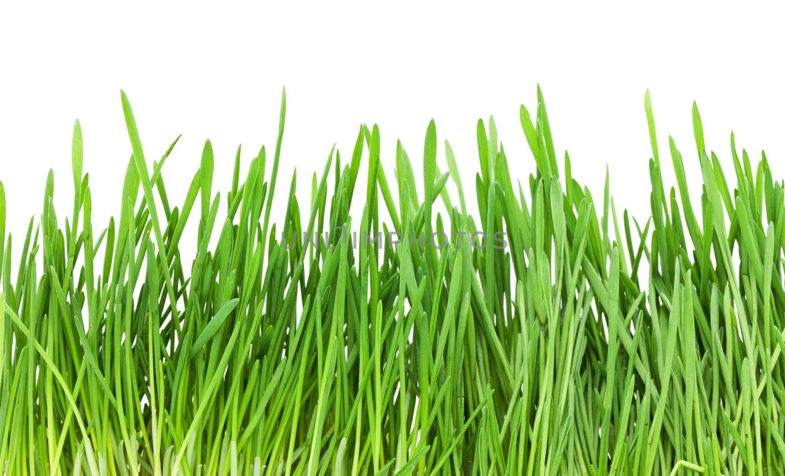 Fresh green grass isolated on white background