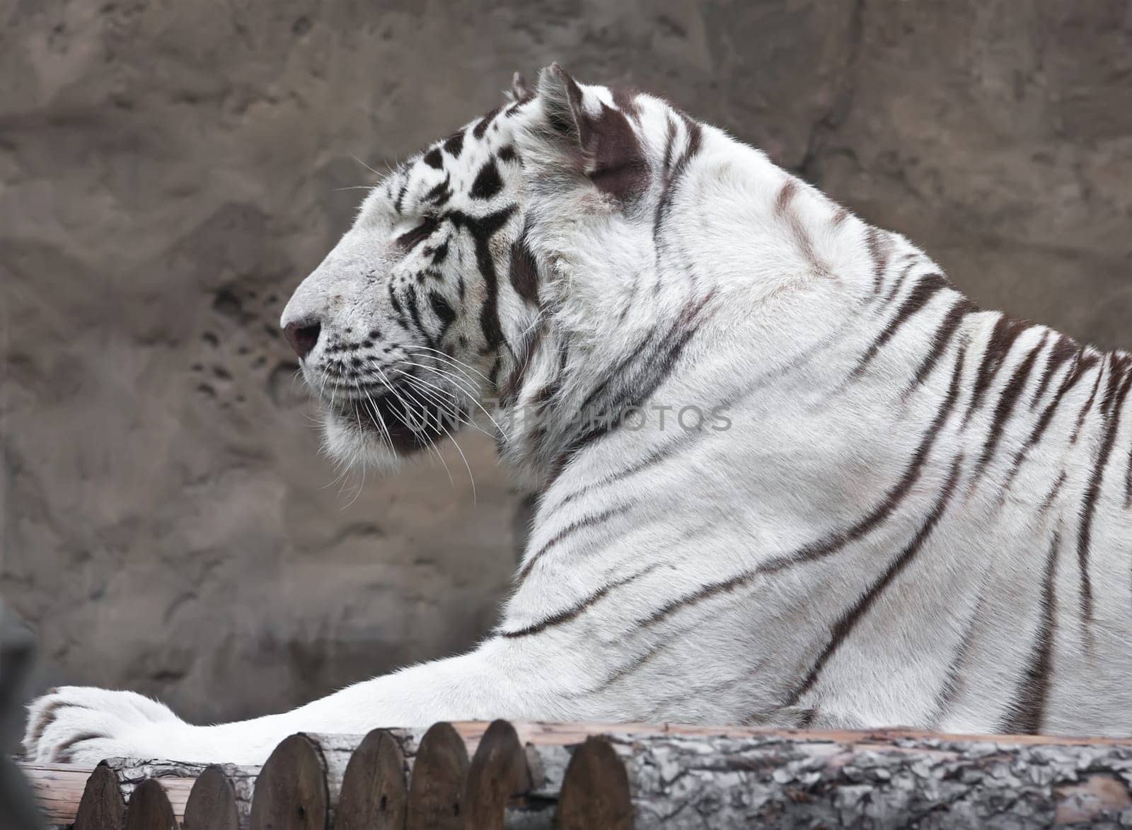Beautiful close-up portrait of majestic White Tiger