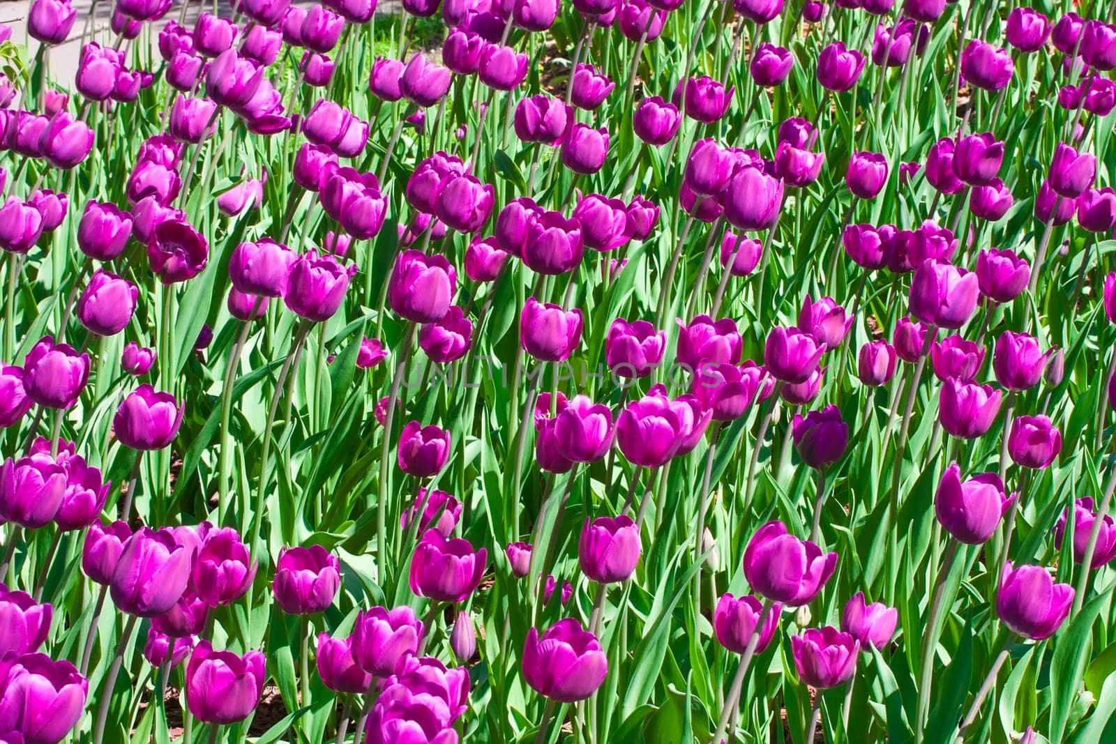 Beautiful colourful tulip flowers background in spring