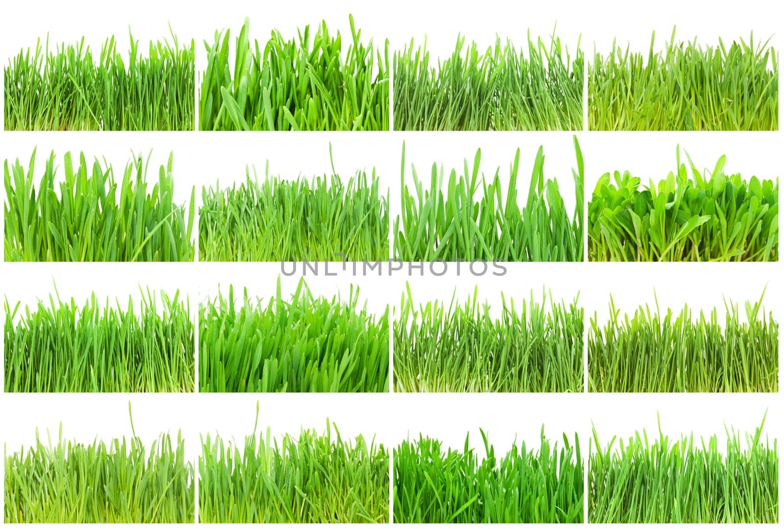 Fresh green grass isolated on white background
