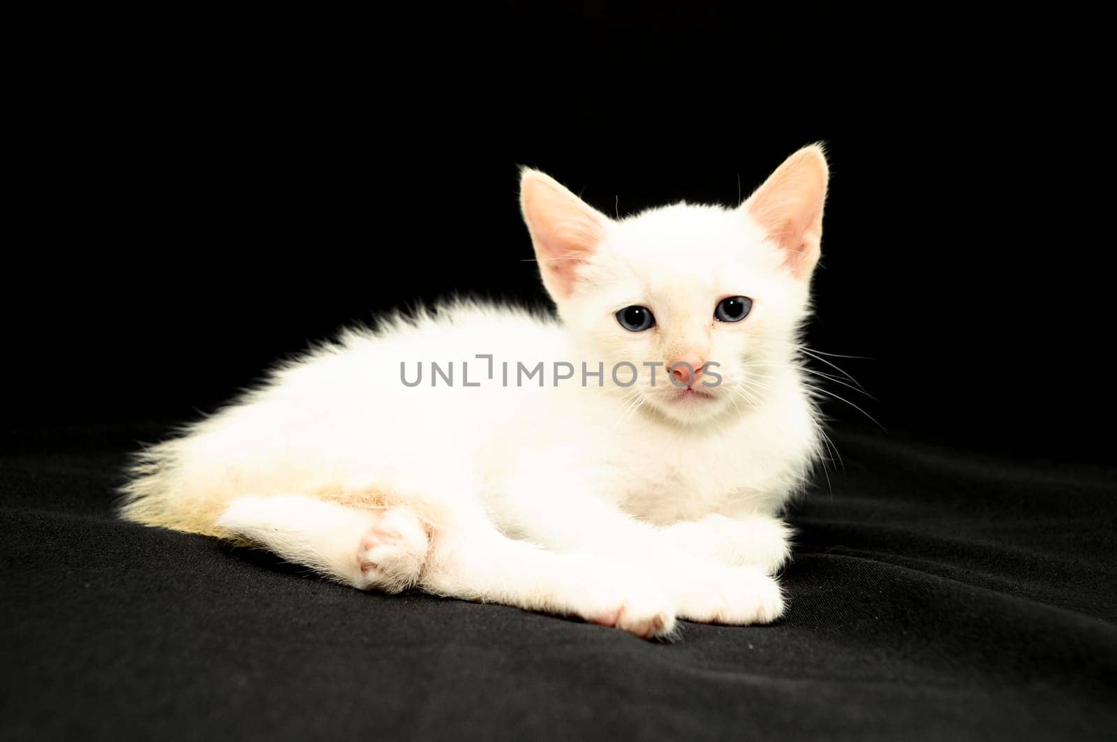 White Young Baby Cat on a Black Background