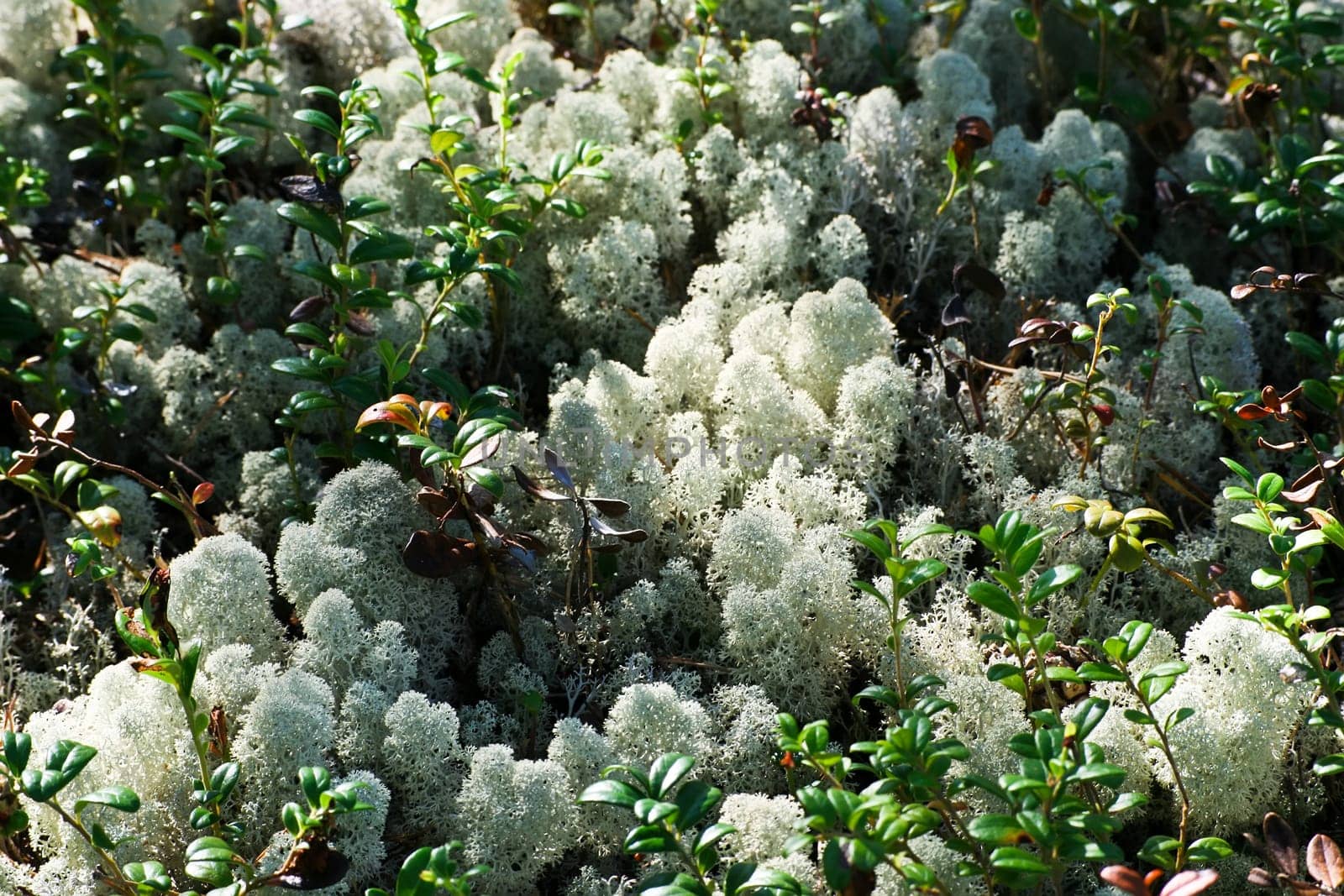 Nice lichen covering old stone on sunny day