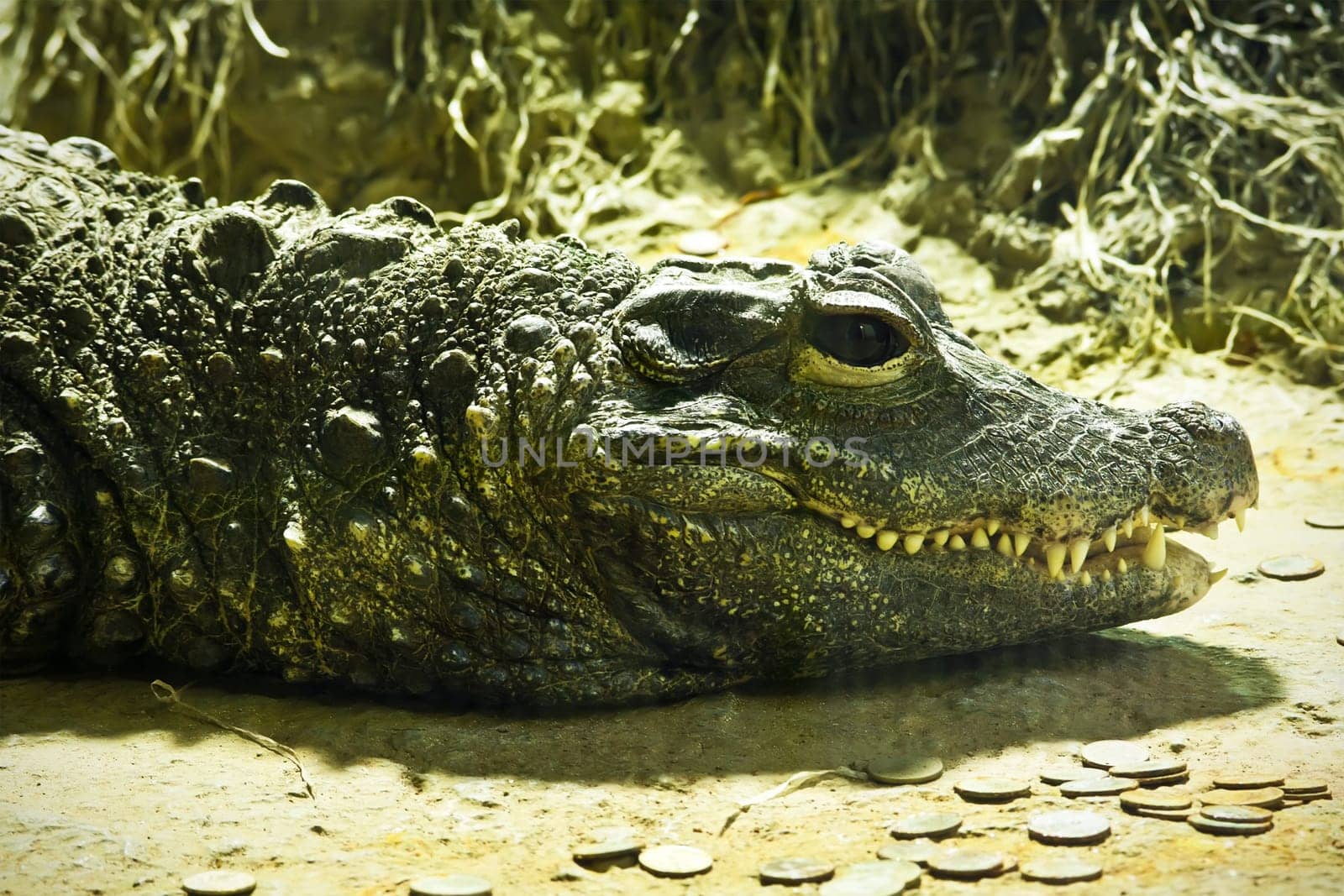 Beautiful closeup photo of big green crocodile