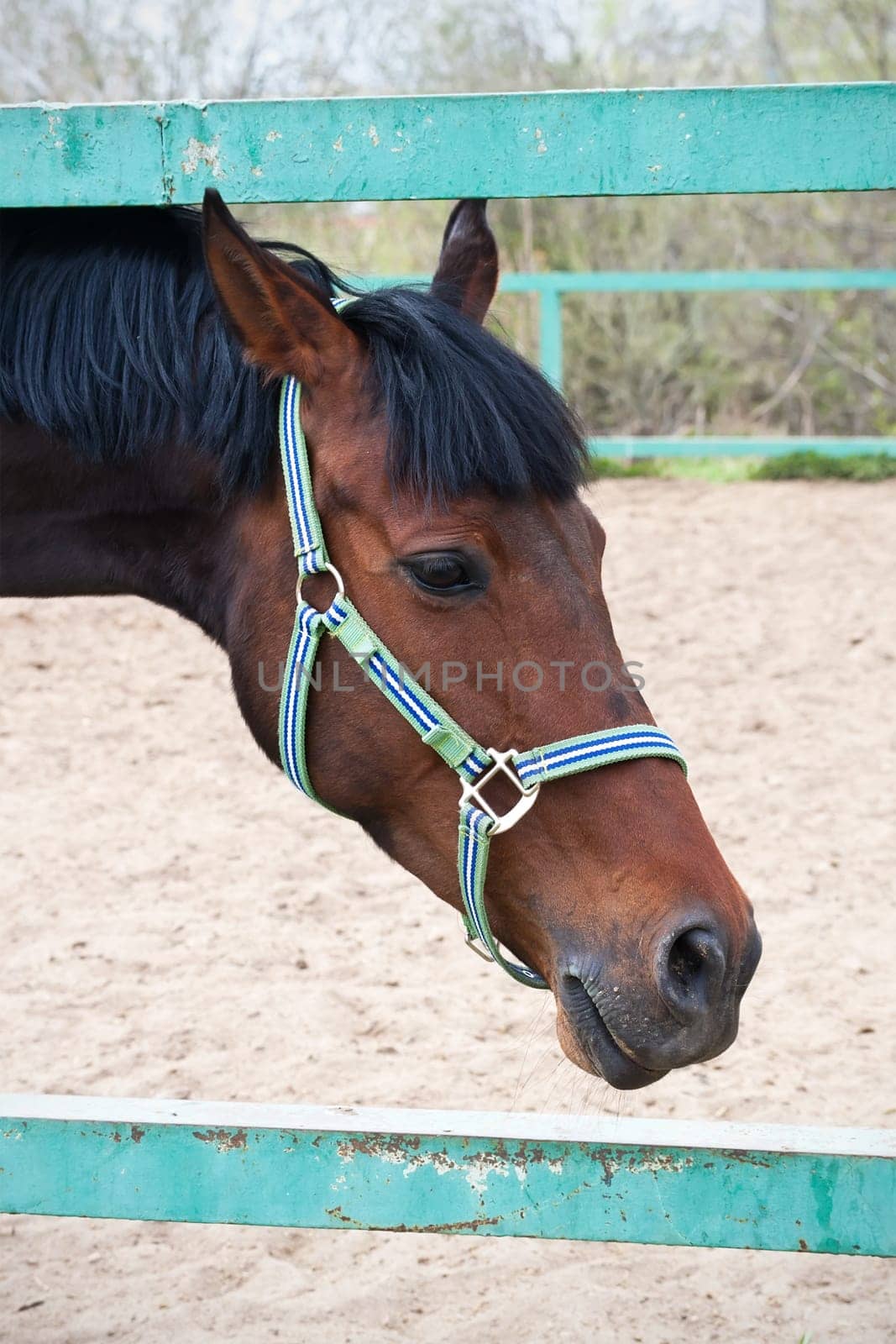 Beautiful photo of horse outdoors in summer