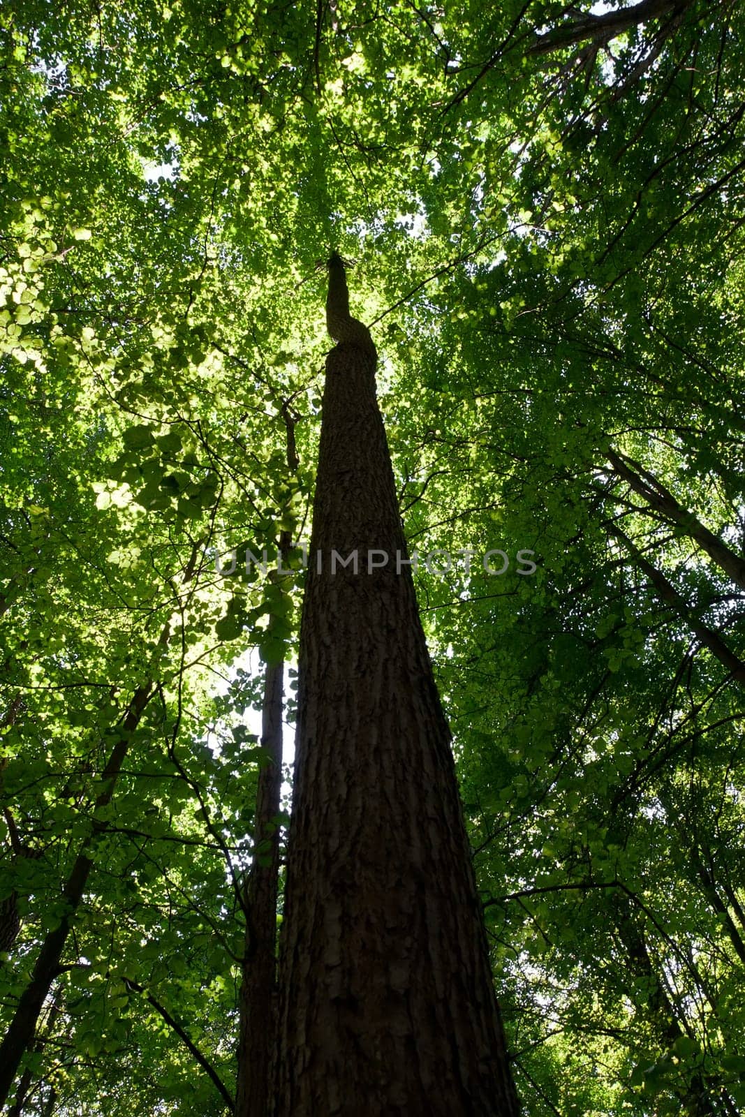 Beautiful photo of green forest on sunny day