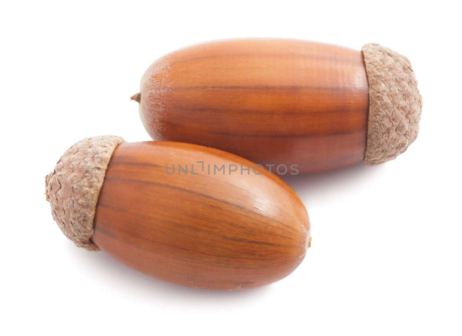 Beautiful macro photo of acorn, isolated on white background