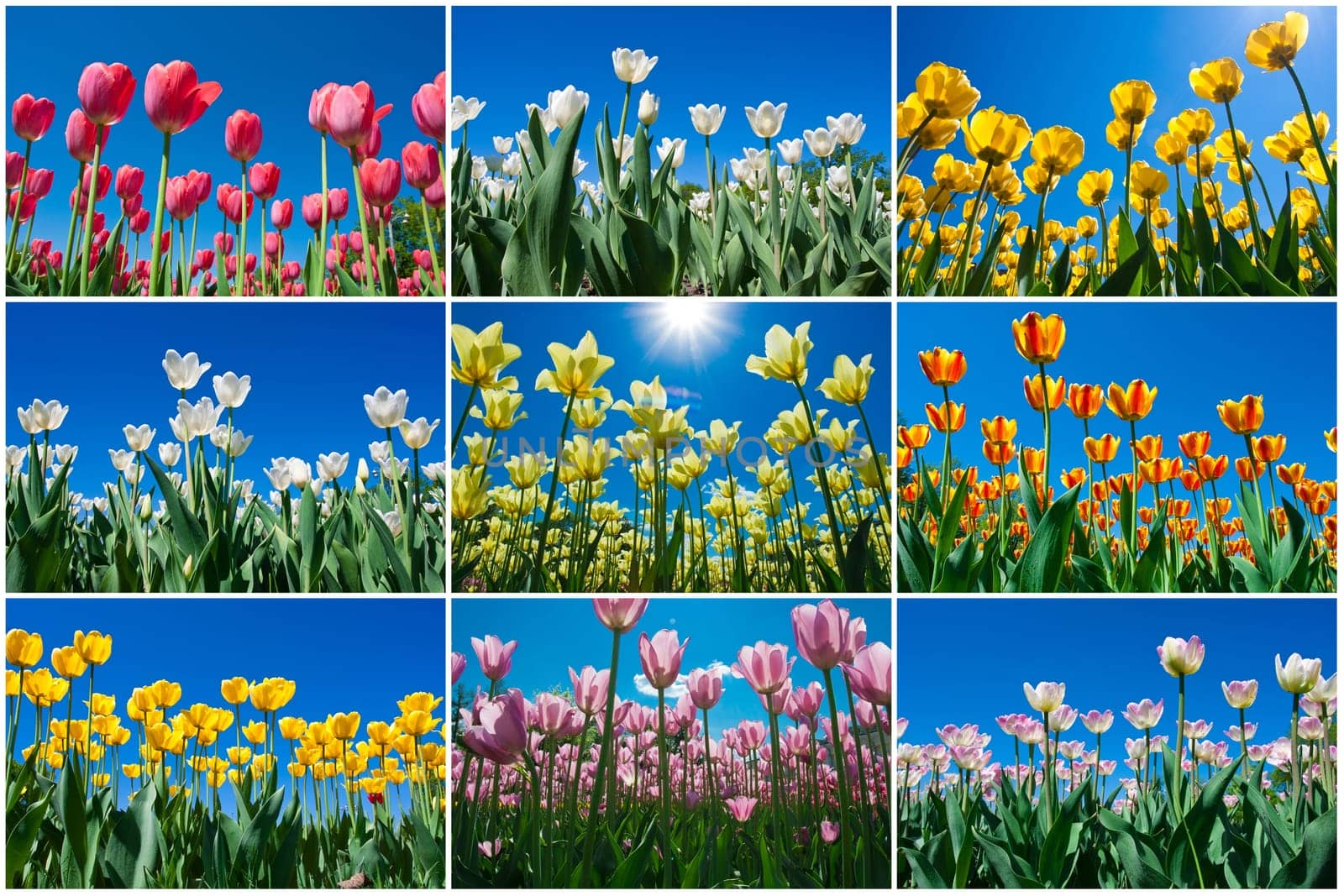 Beautiful colourful tulip flowers background in spring