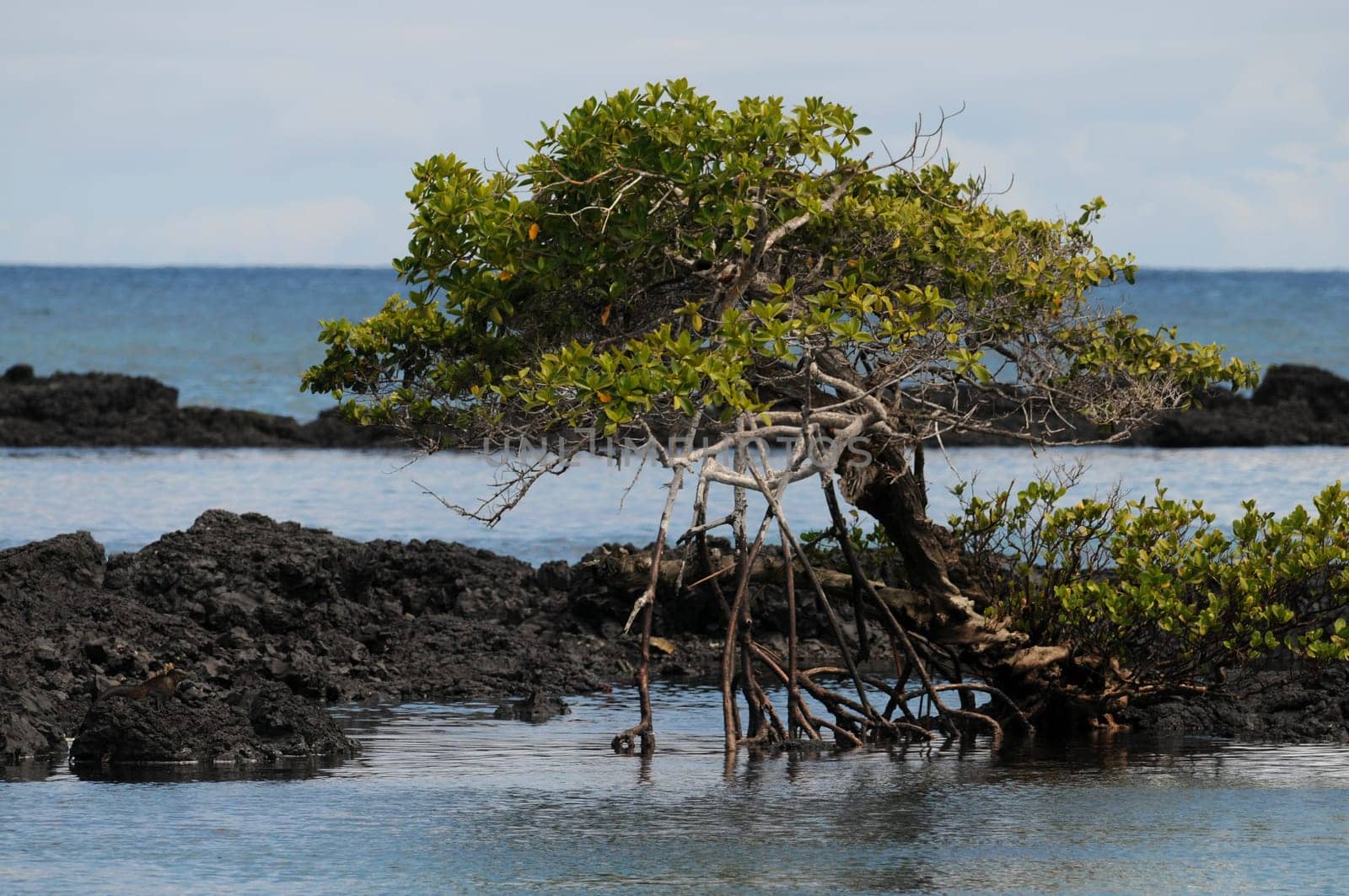 In Galapagos