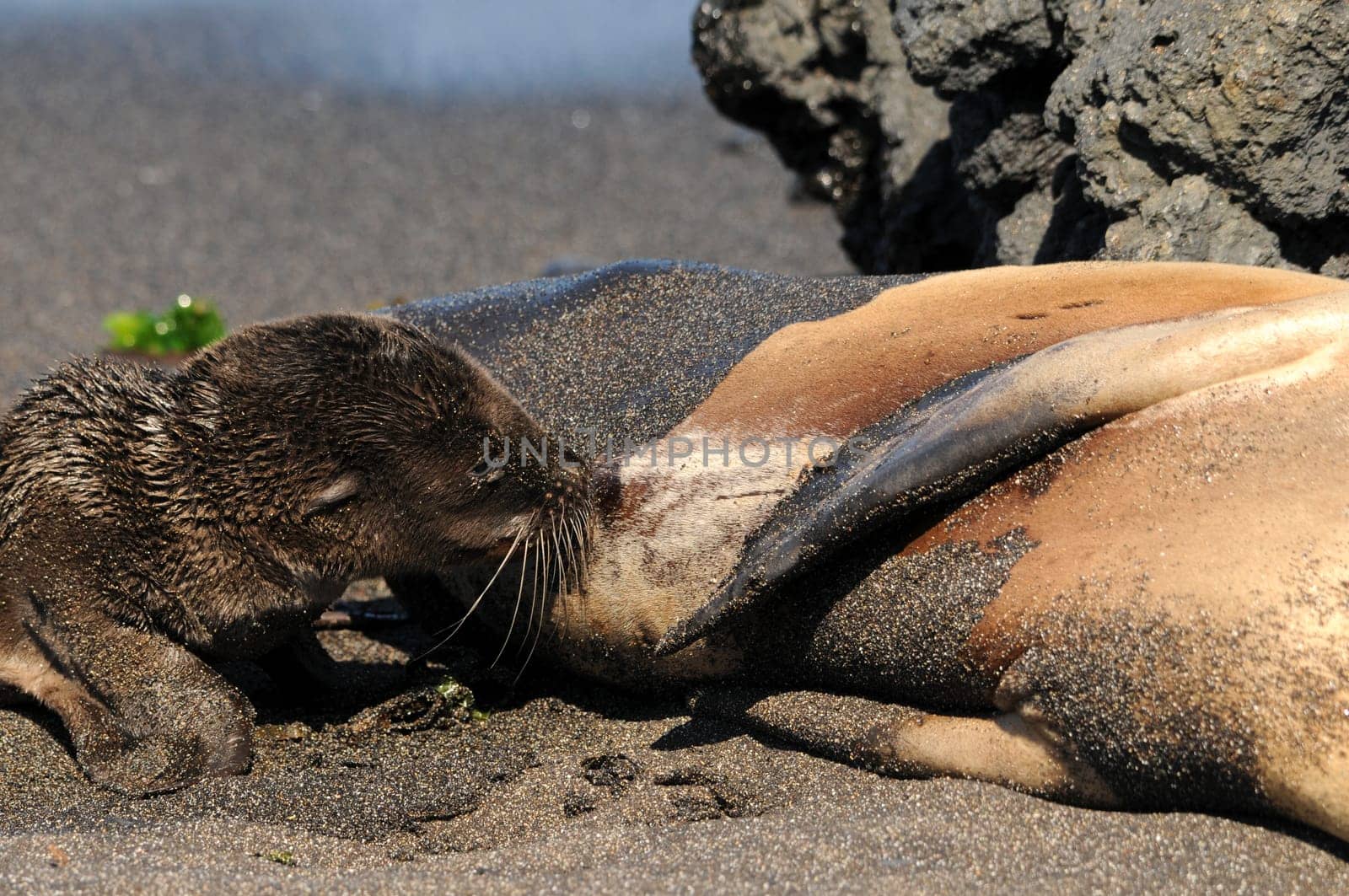 Sea lion suckles baby