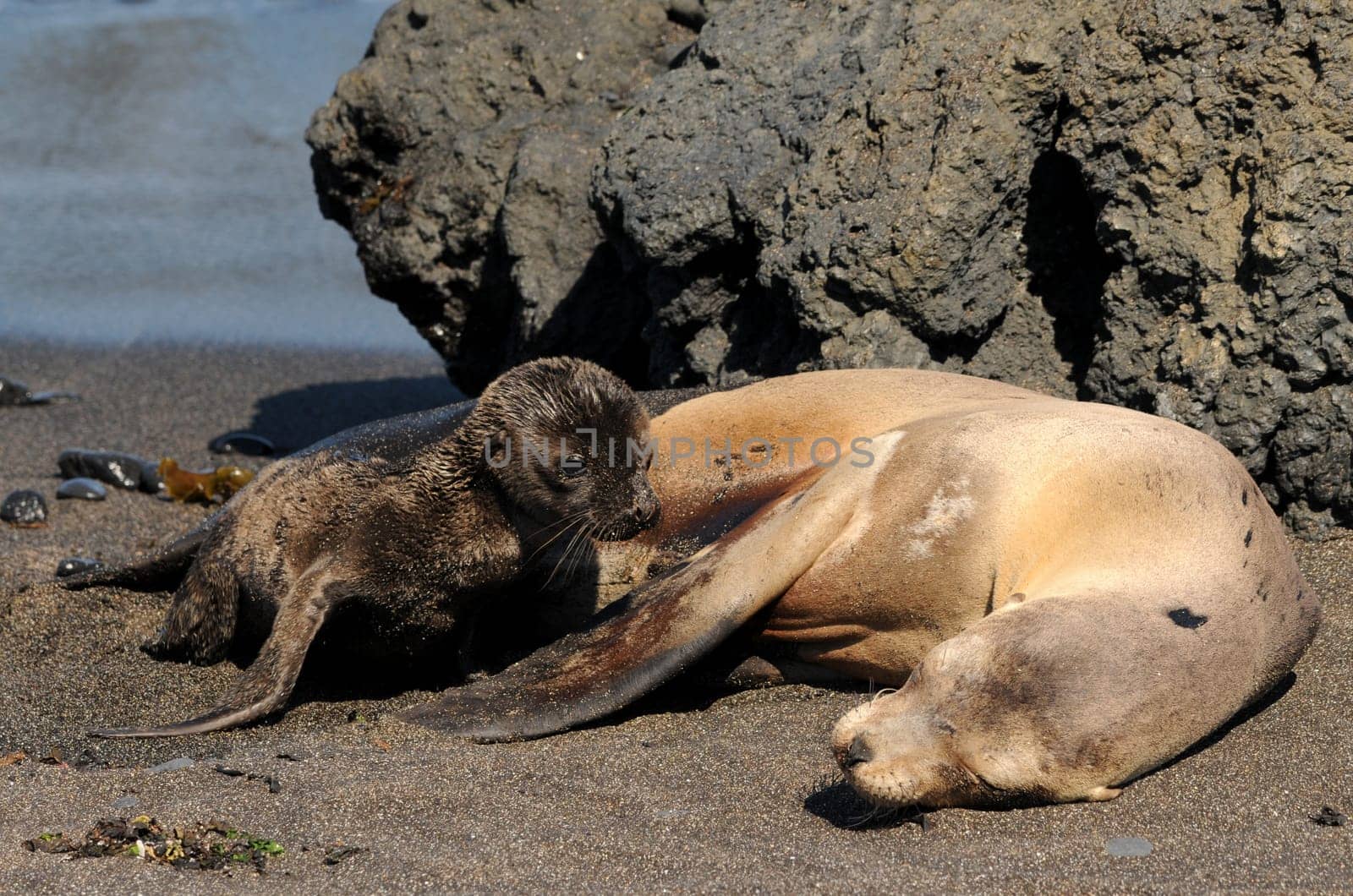 Recorded in Galapagos