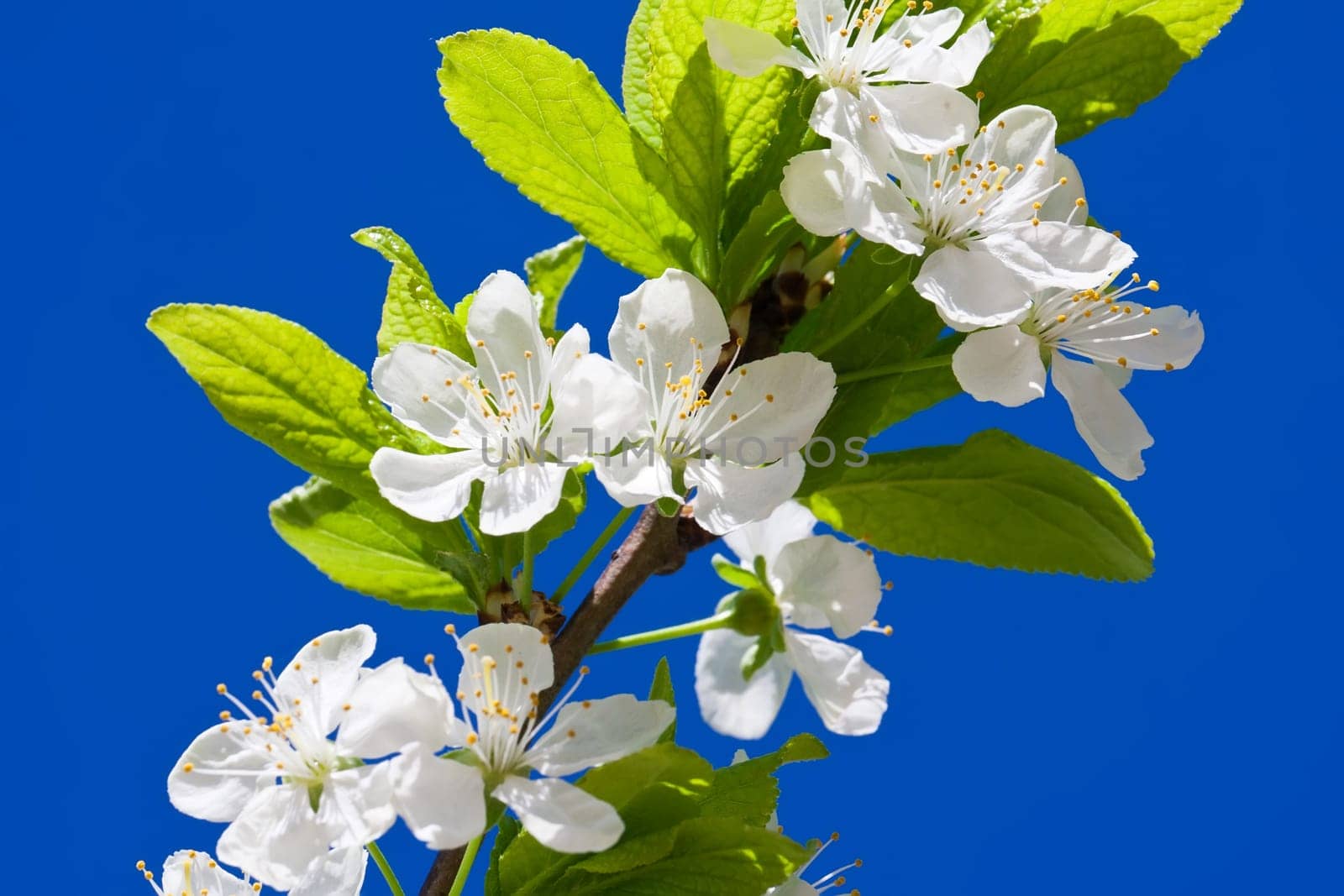 Beautiful spring blossom of apple cherry tree with white flowers