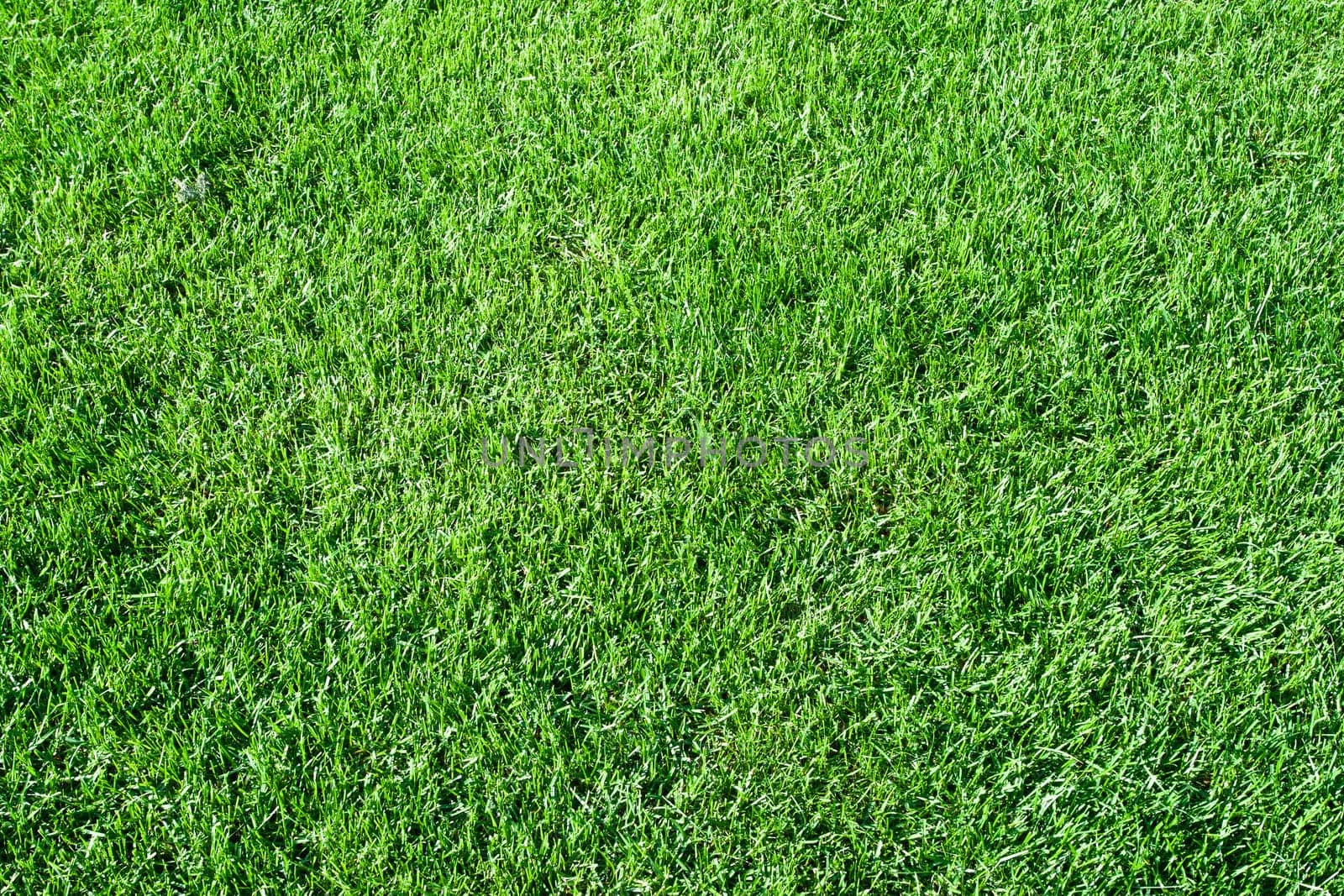 Green lush grass background under bright sunlight