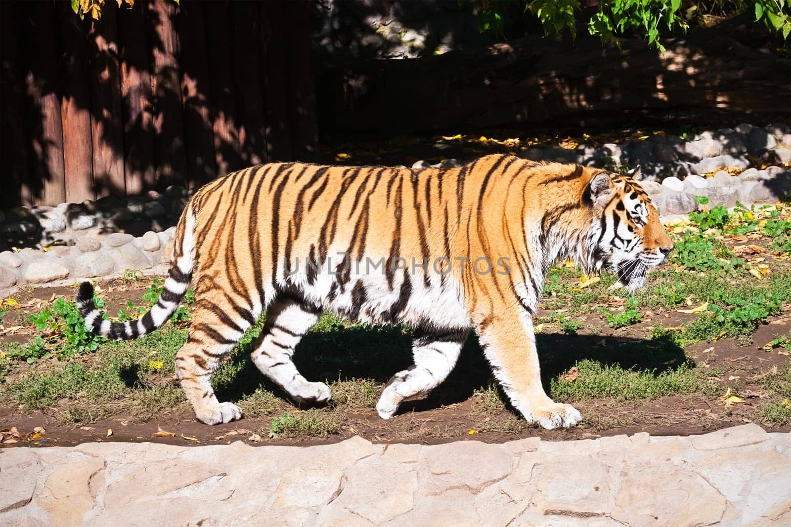 Wild agressive Bengal tiger in zoo
