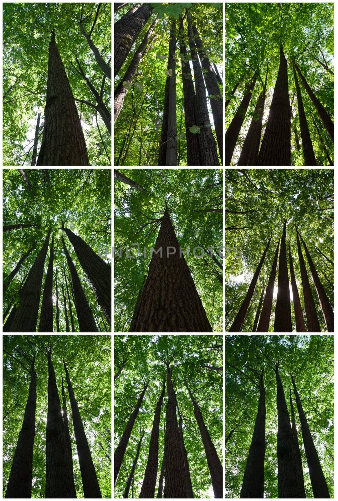 Green forest on sunny day