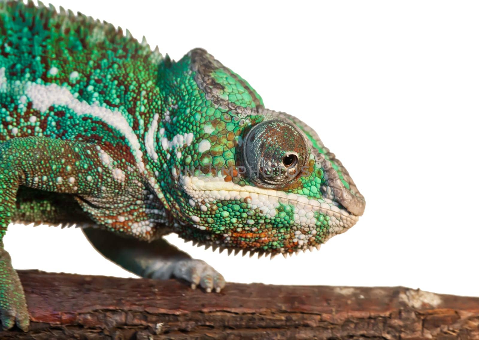Beautiful photo of lizard Panther chameleon