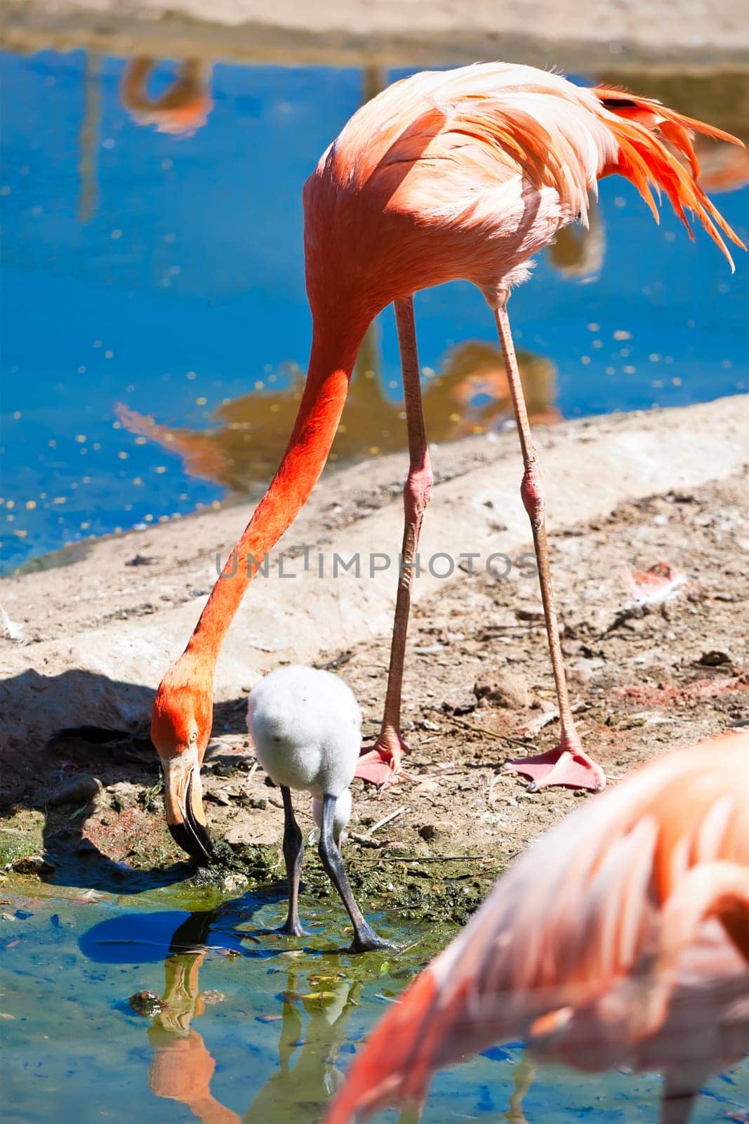 Beautiful American Flamingo staying in water, zoo lake