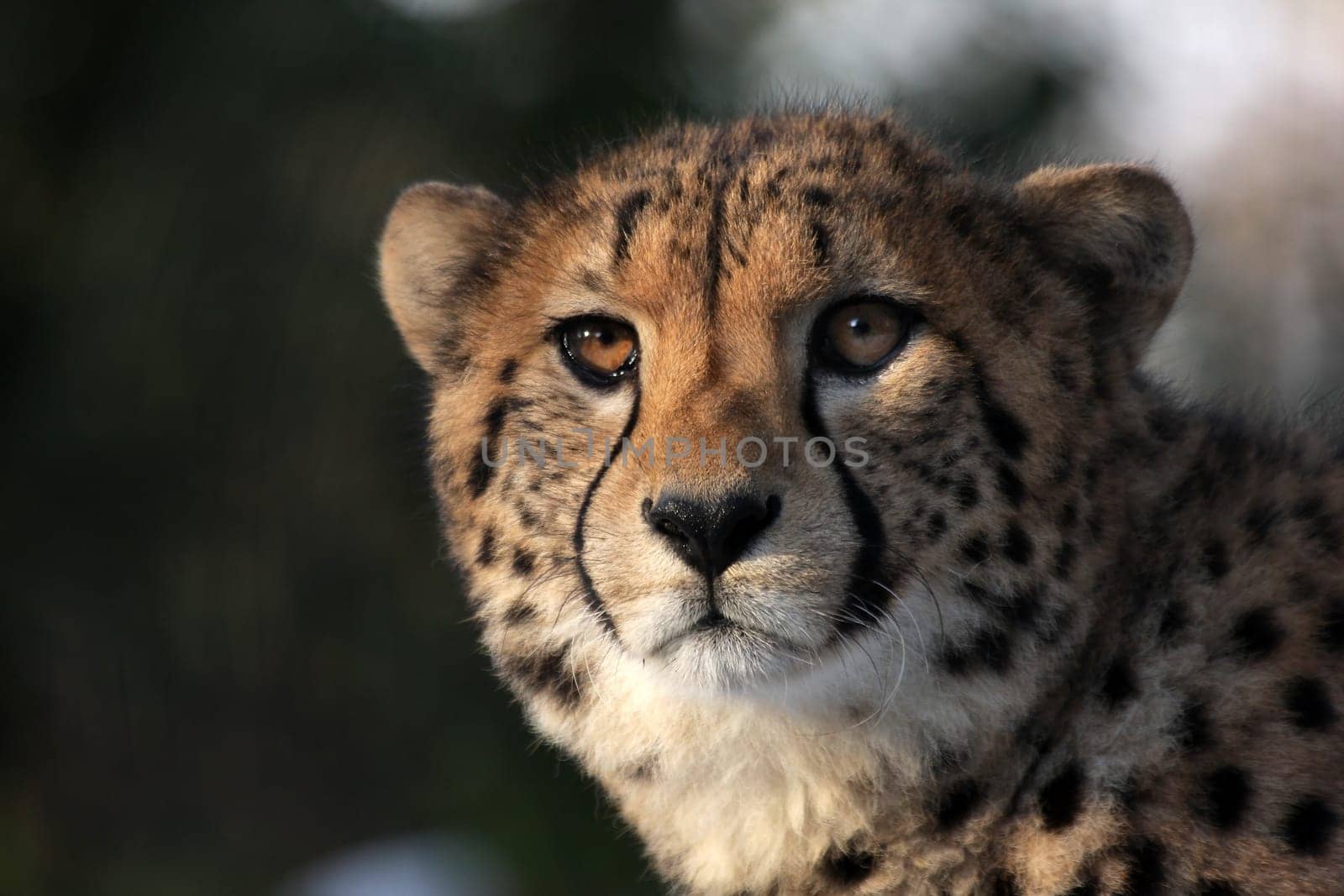 cheetah