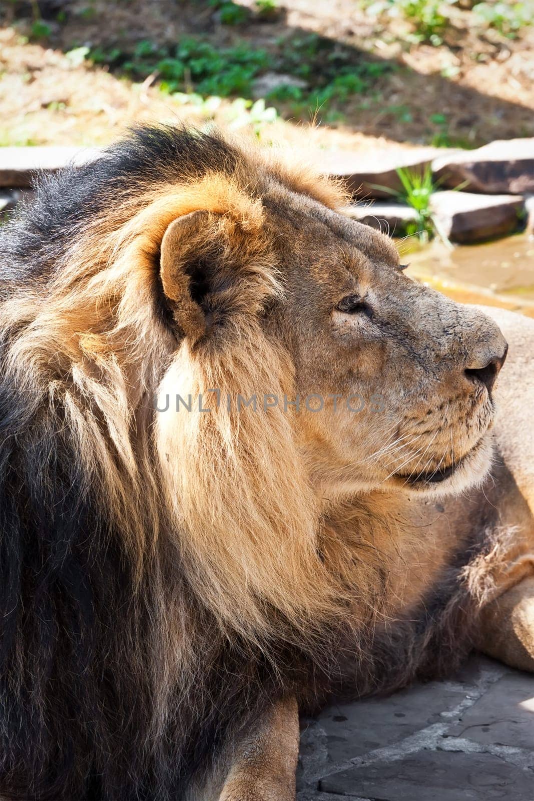 African male lion in zoo