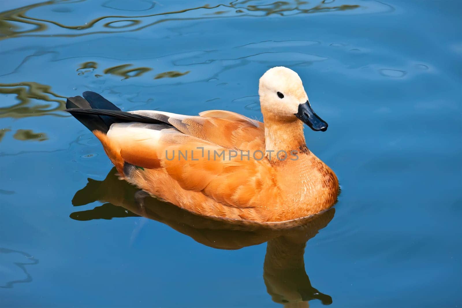 Beautiful male Ruddy Shelduck swimming on pond