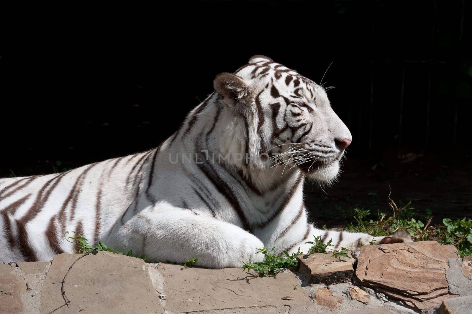 Beautiful close-up portrait of majestic White Tiger