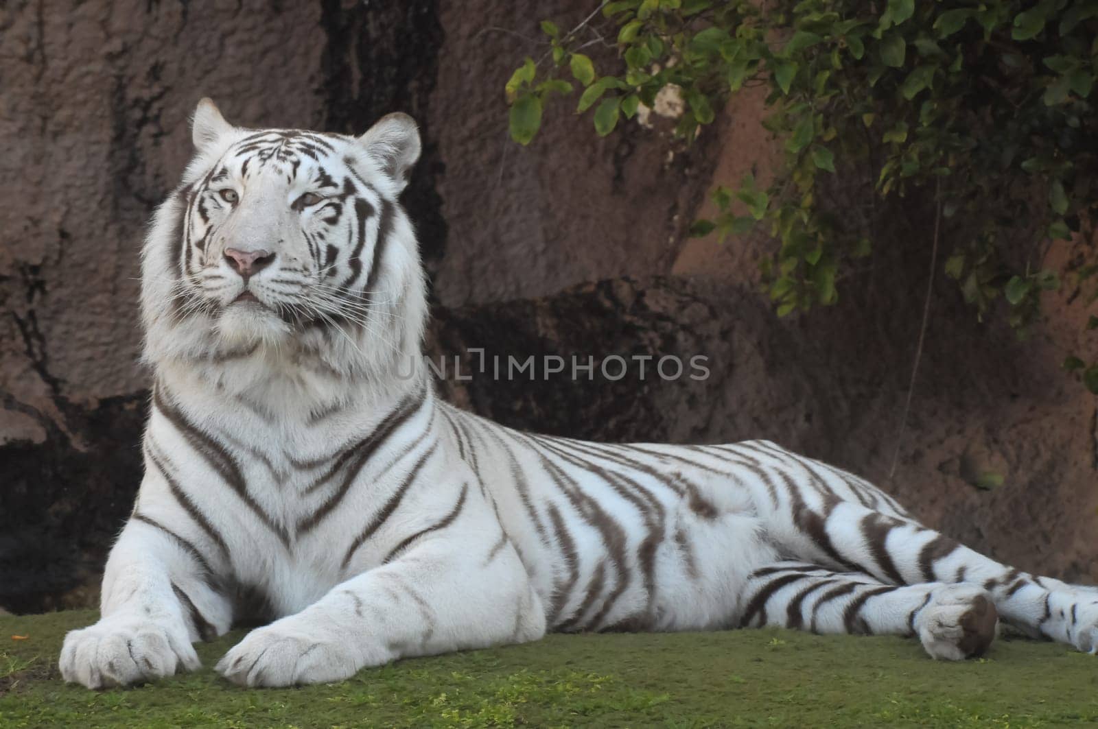Rare Black and White Striped Adult Tiger