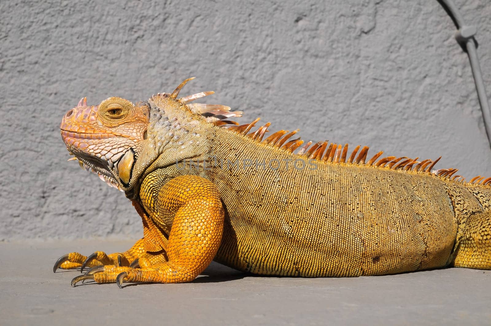 Colored Young Male Iguana Lizard on a Gray Surface