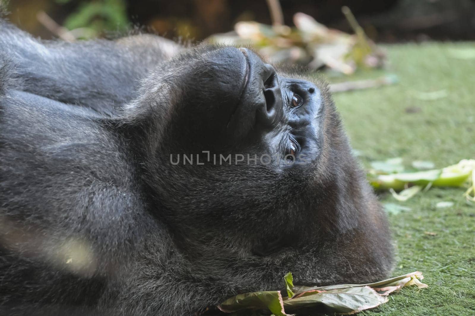 Strong Adult Black Gorilla on the Green Floor