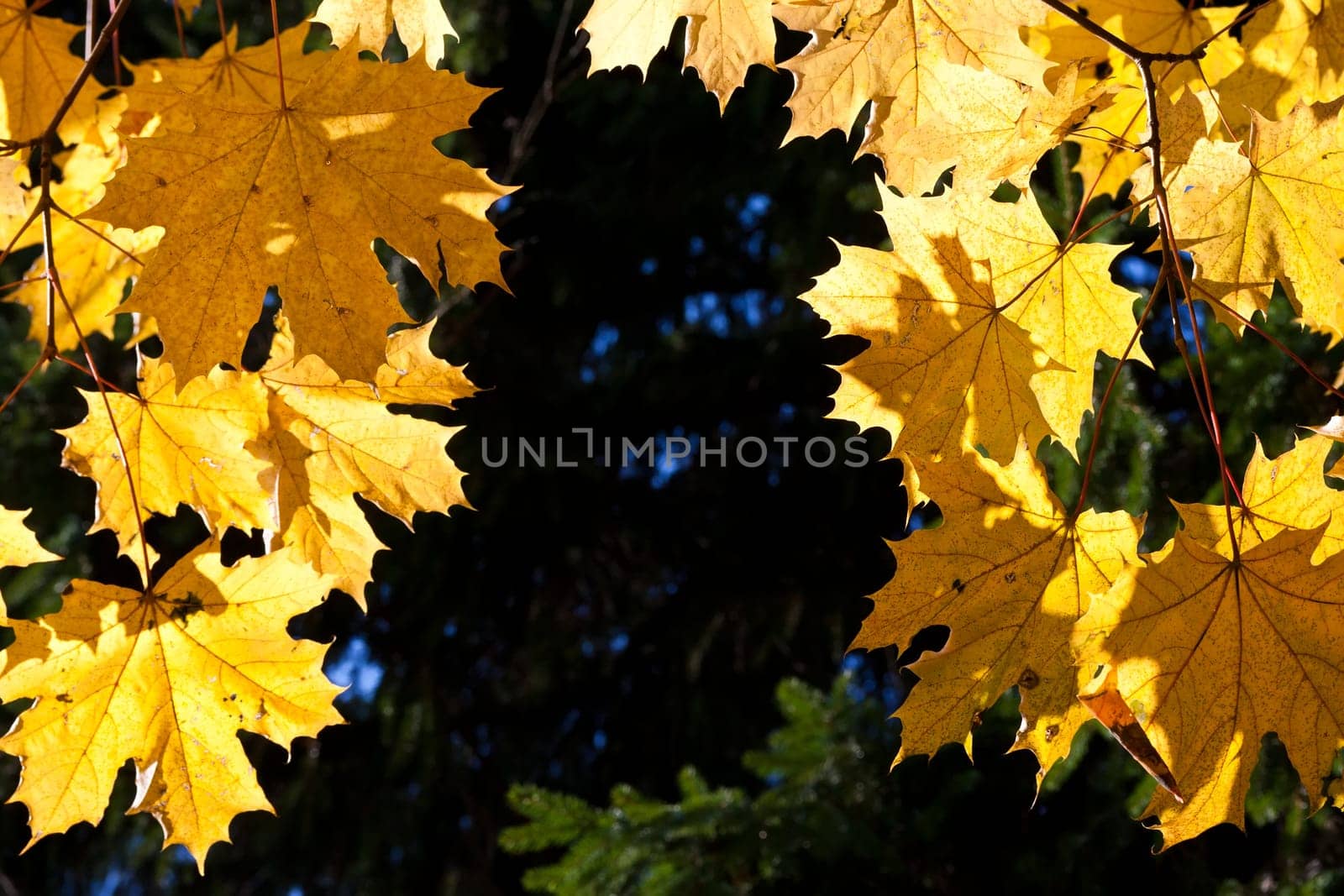 Beautiful photo of autumn golden yellow maple leaves