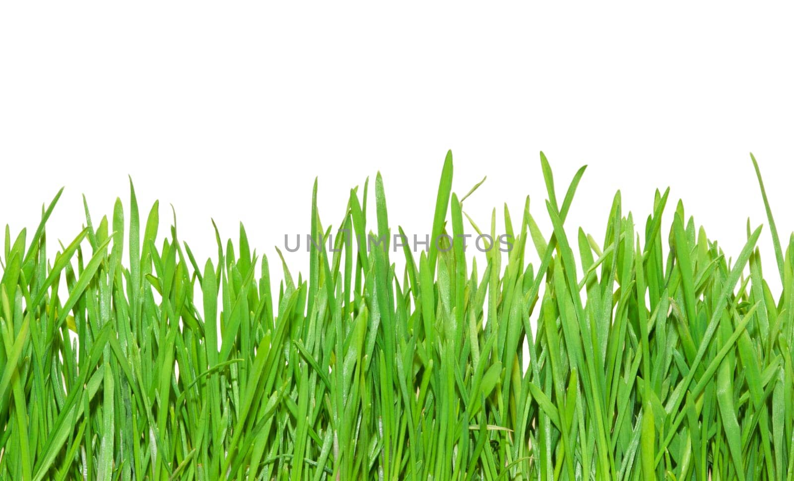 Fresh green grass isolated on white background