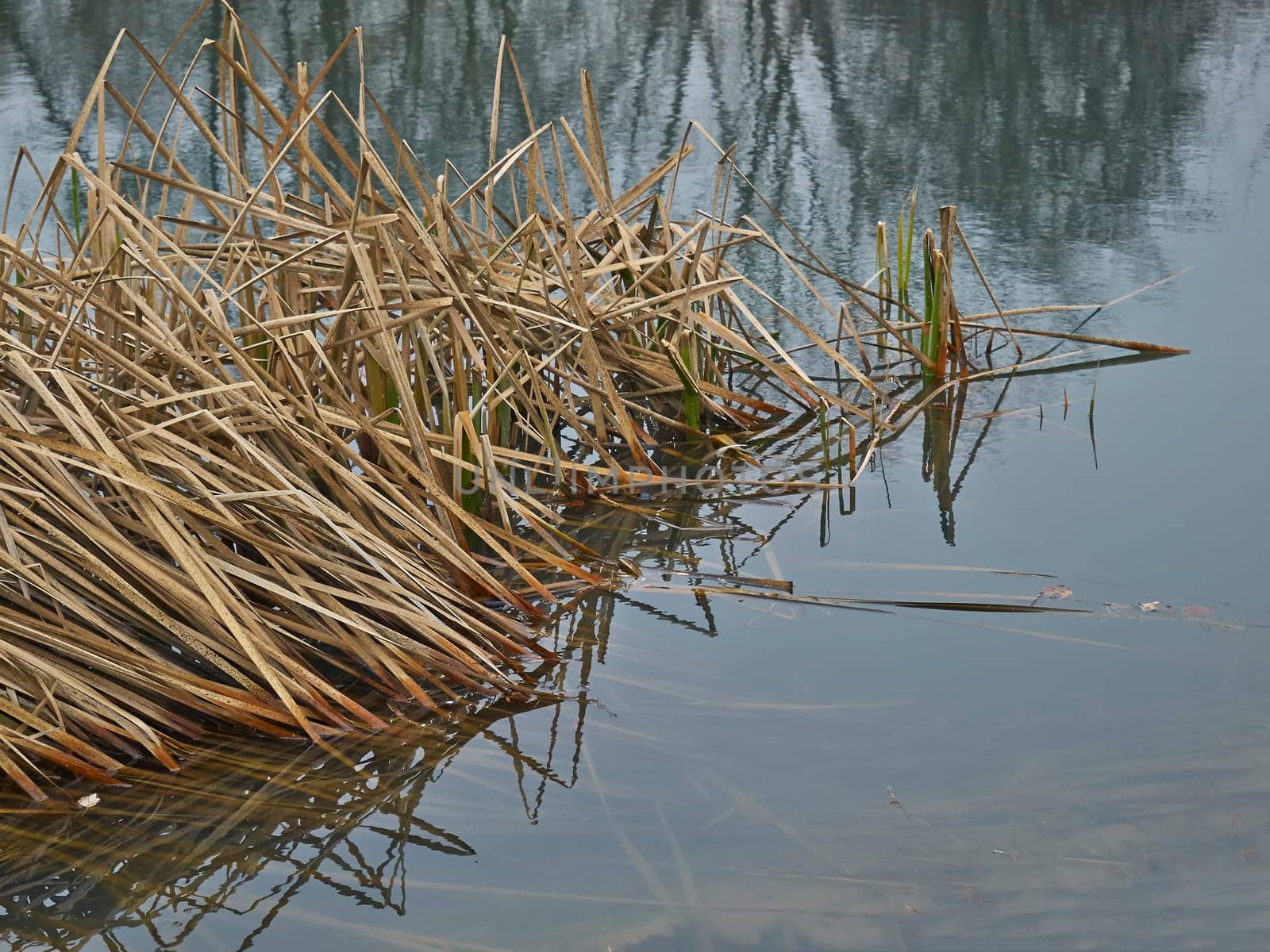 reeds in lake in the city park