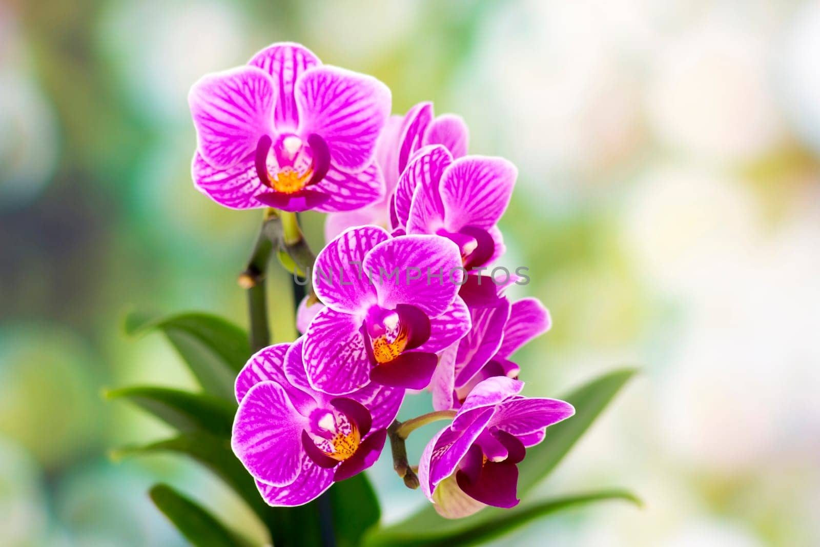 Beautiful pink orchid  - phalaenopsis