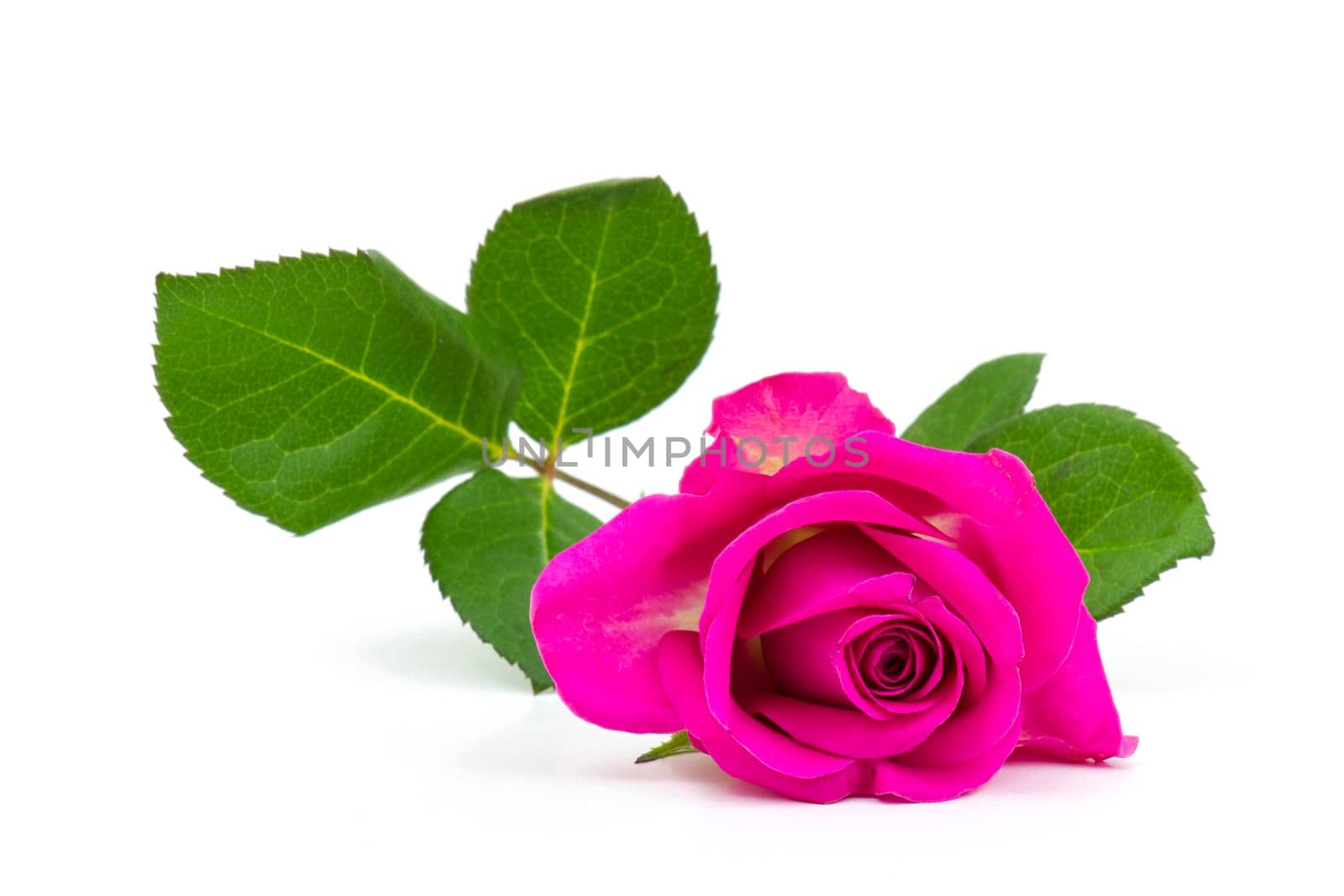 pink rose on white background