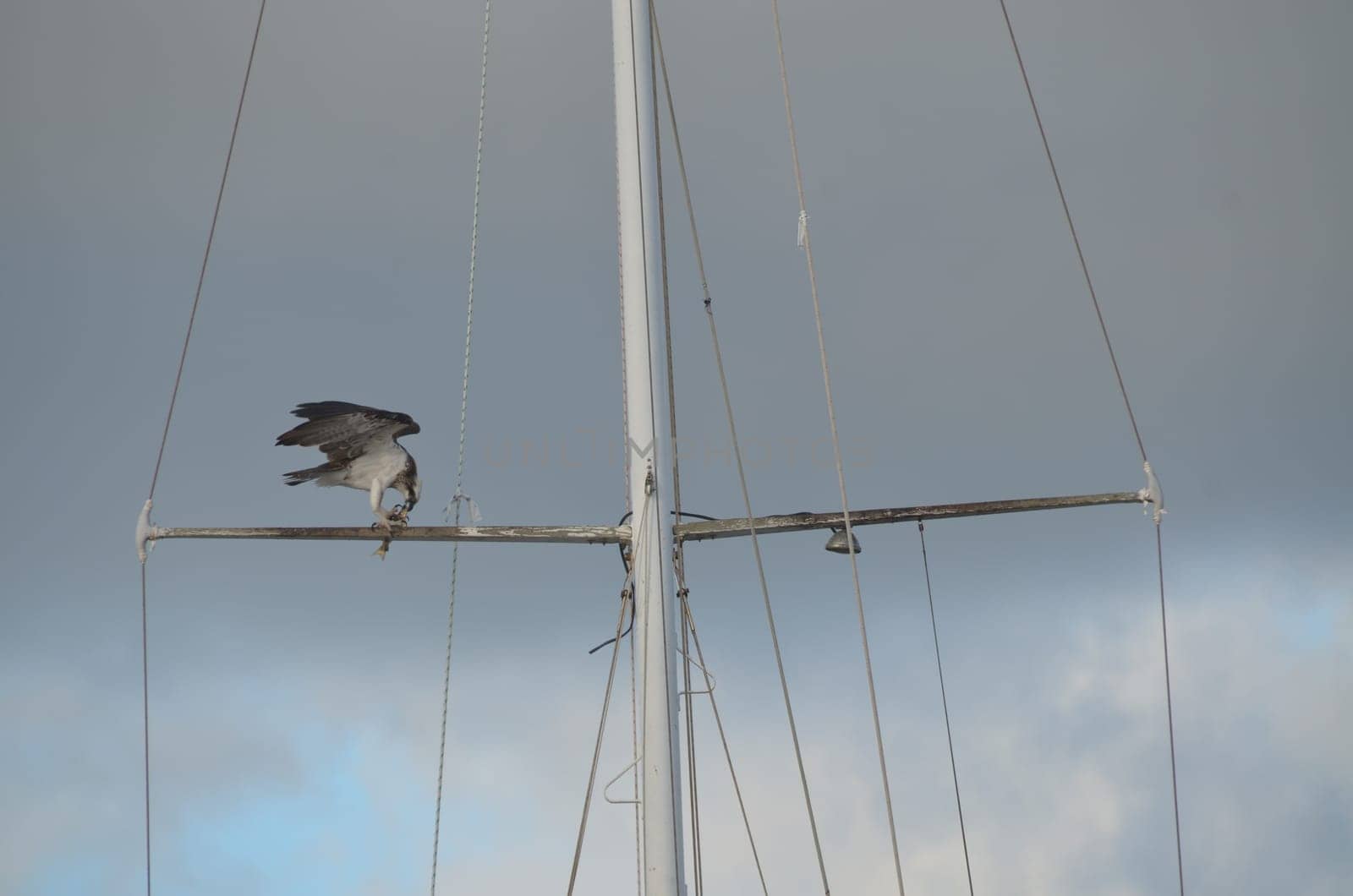 Osprey with fish meal on the self-propelled ship mast