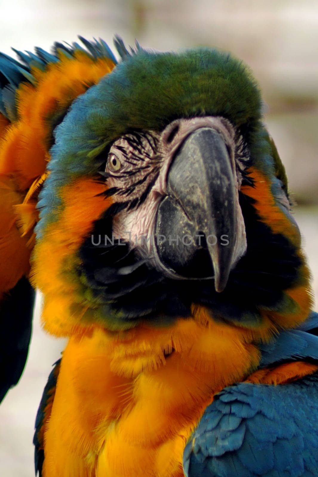Yellow-breasted macaw