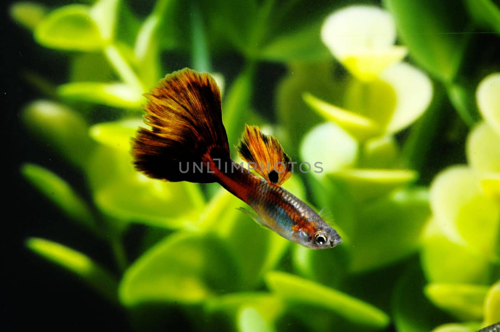 Guppy Multi Colored Fish in a Tropical Acquarium