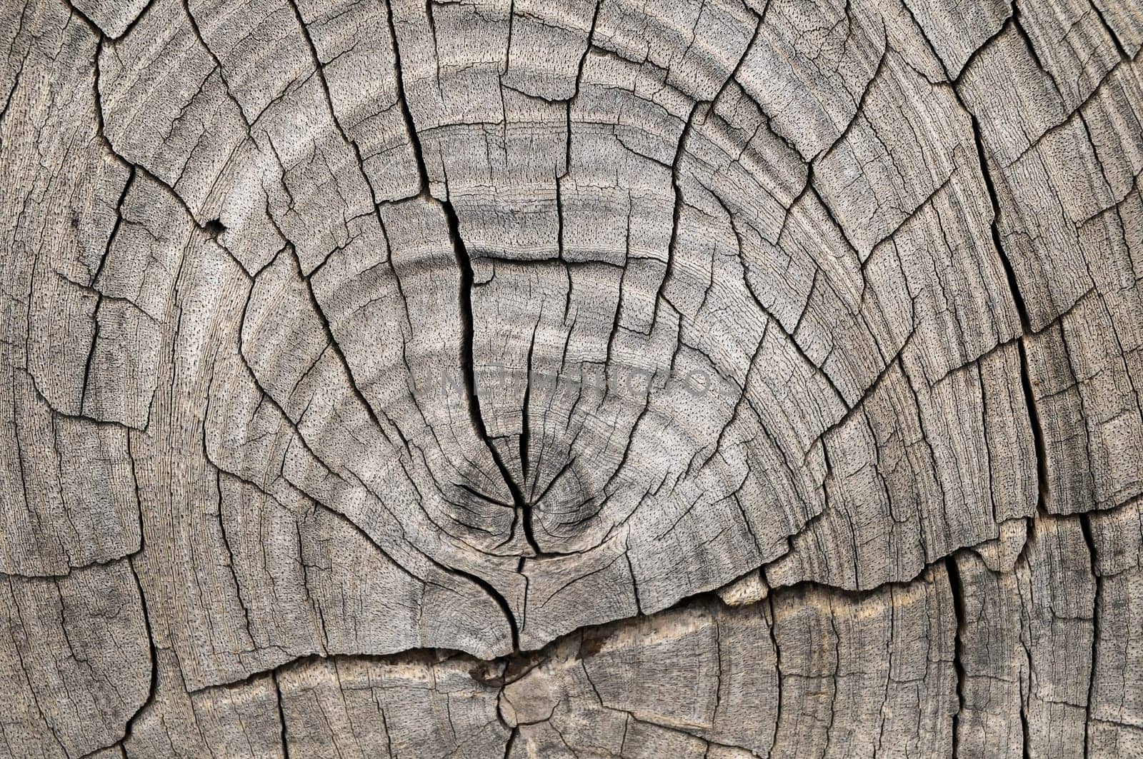 Old Vintage Architecture Wood Pattern Trunk Texture