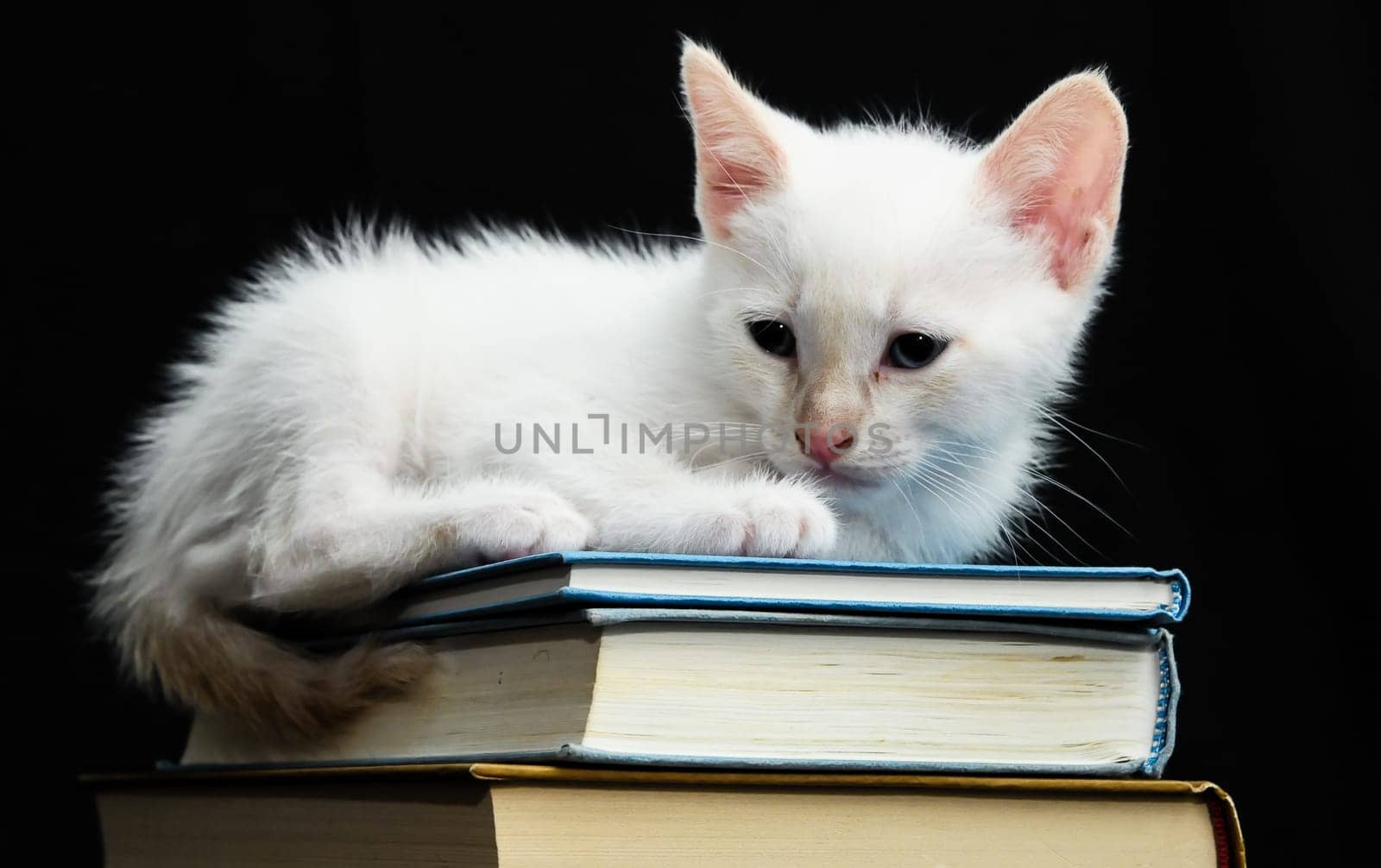 White Young Baby Cat on a Black Background