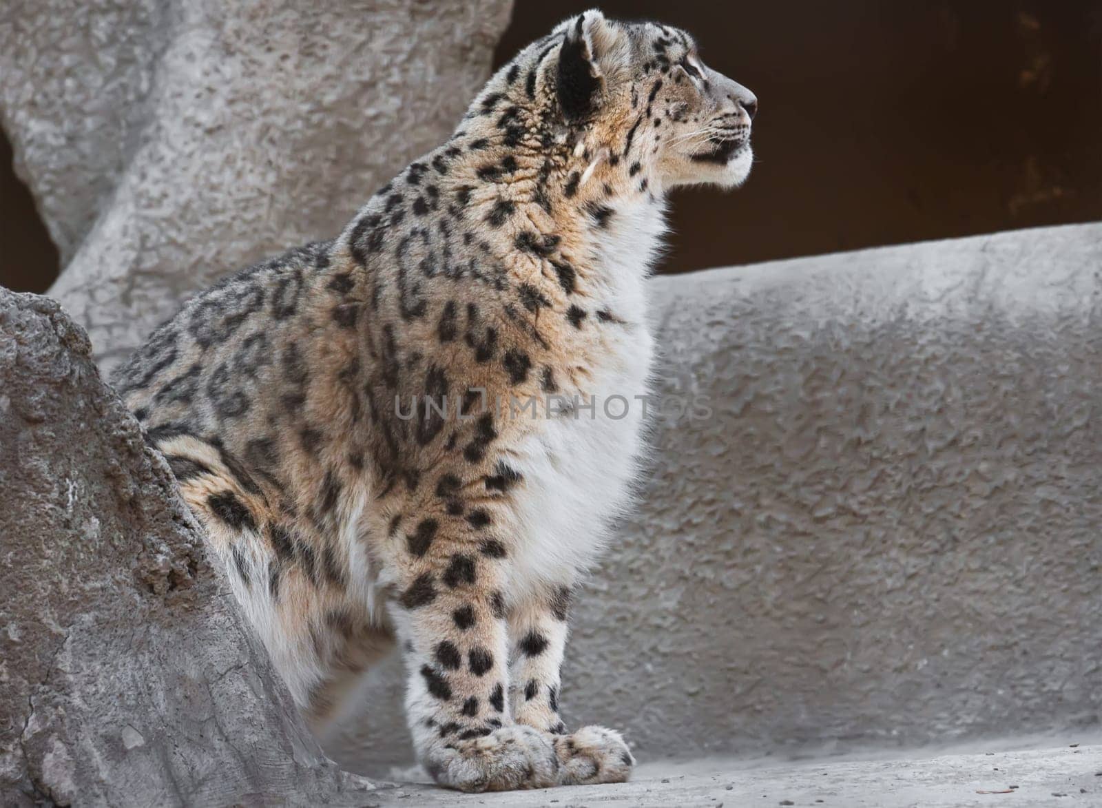 Beautiful close-up photo of rare Snow Leopard