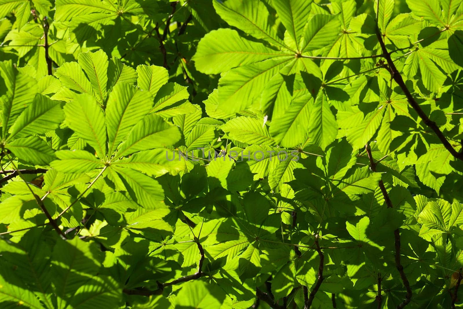 Lush green leaves background in bright sunlight