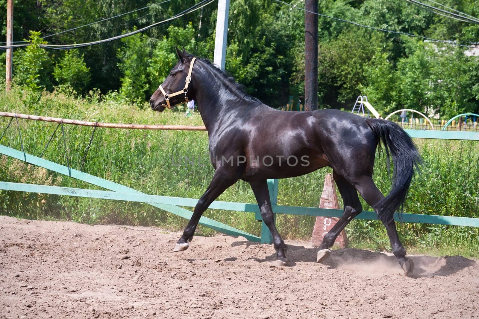 Beautiful photo of horse outdoors in summer