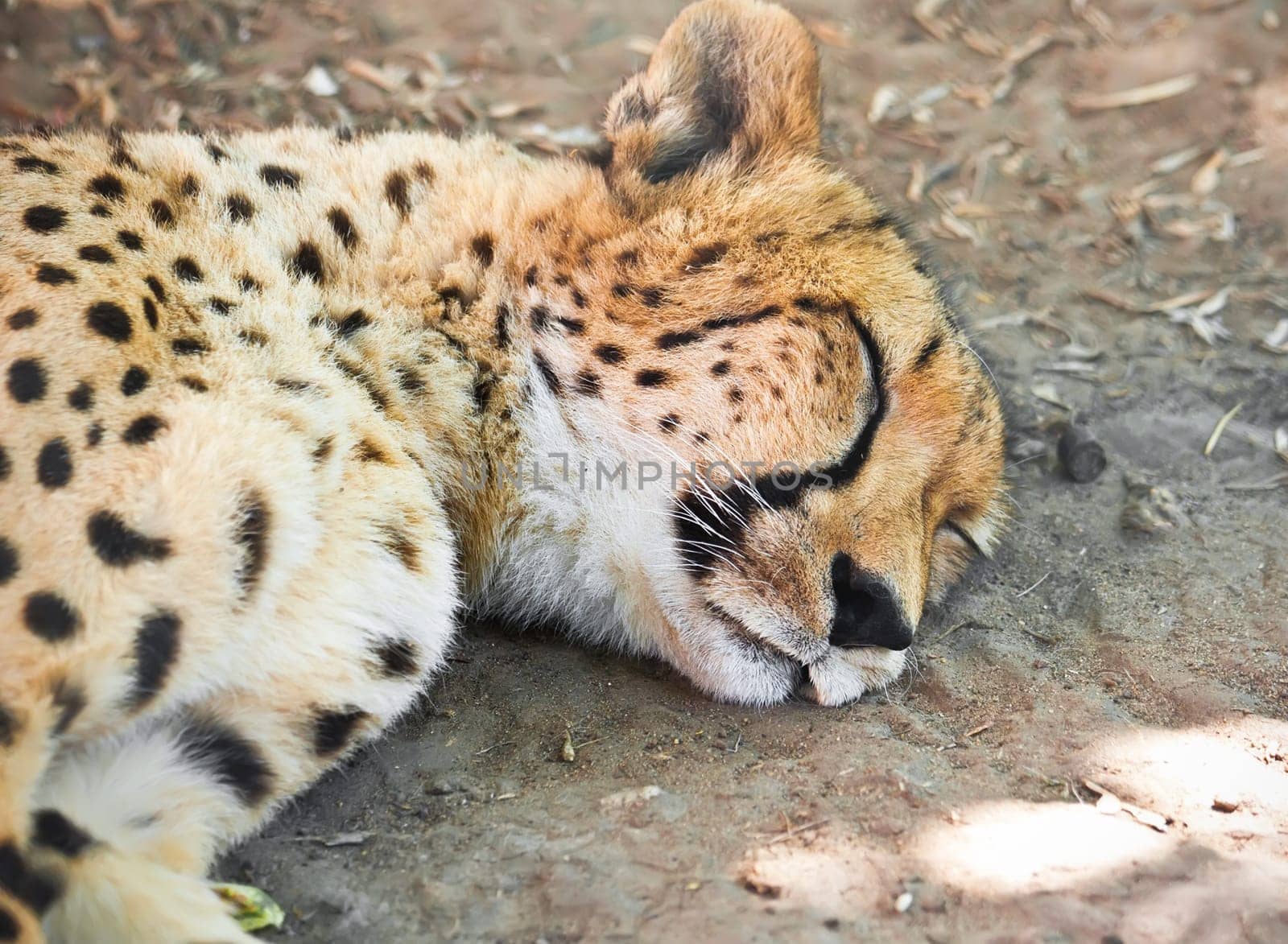 Beautiful close-up portrait of young graceful Cheetah