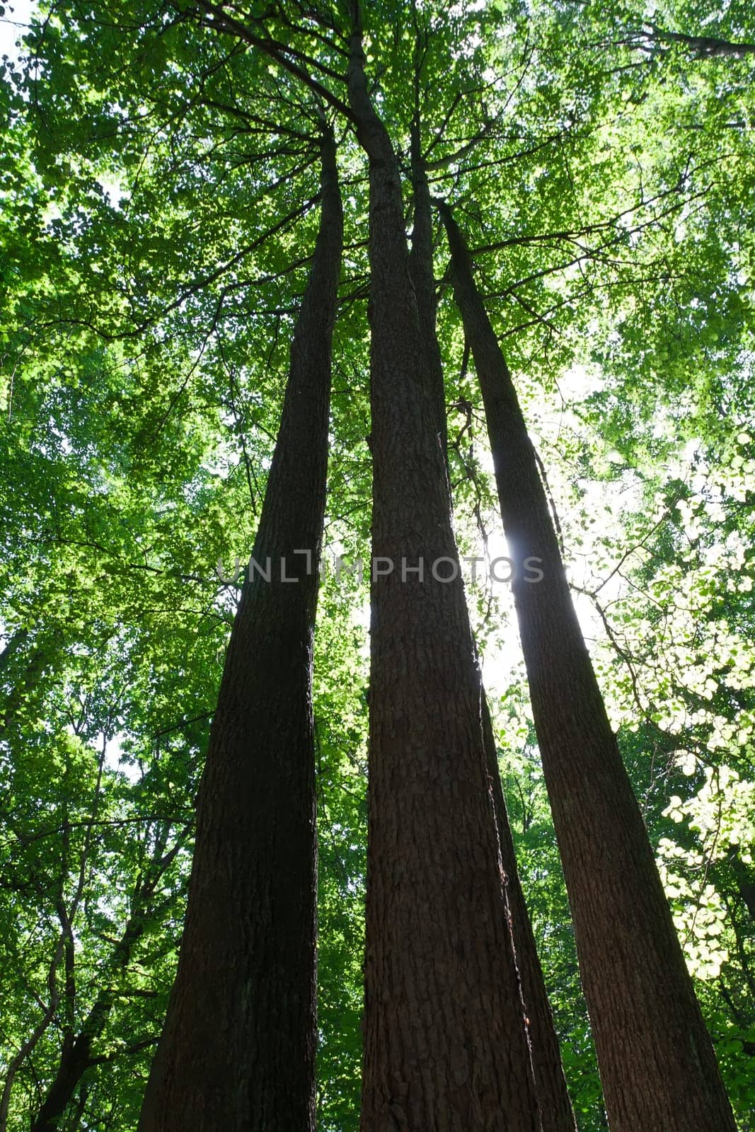 Beautiful photo of green forest on sunny day