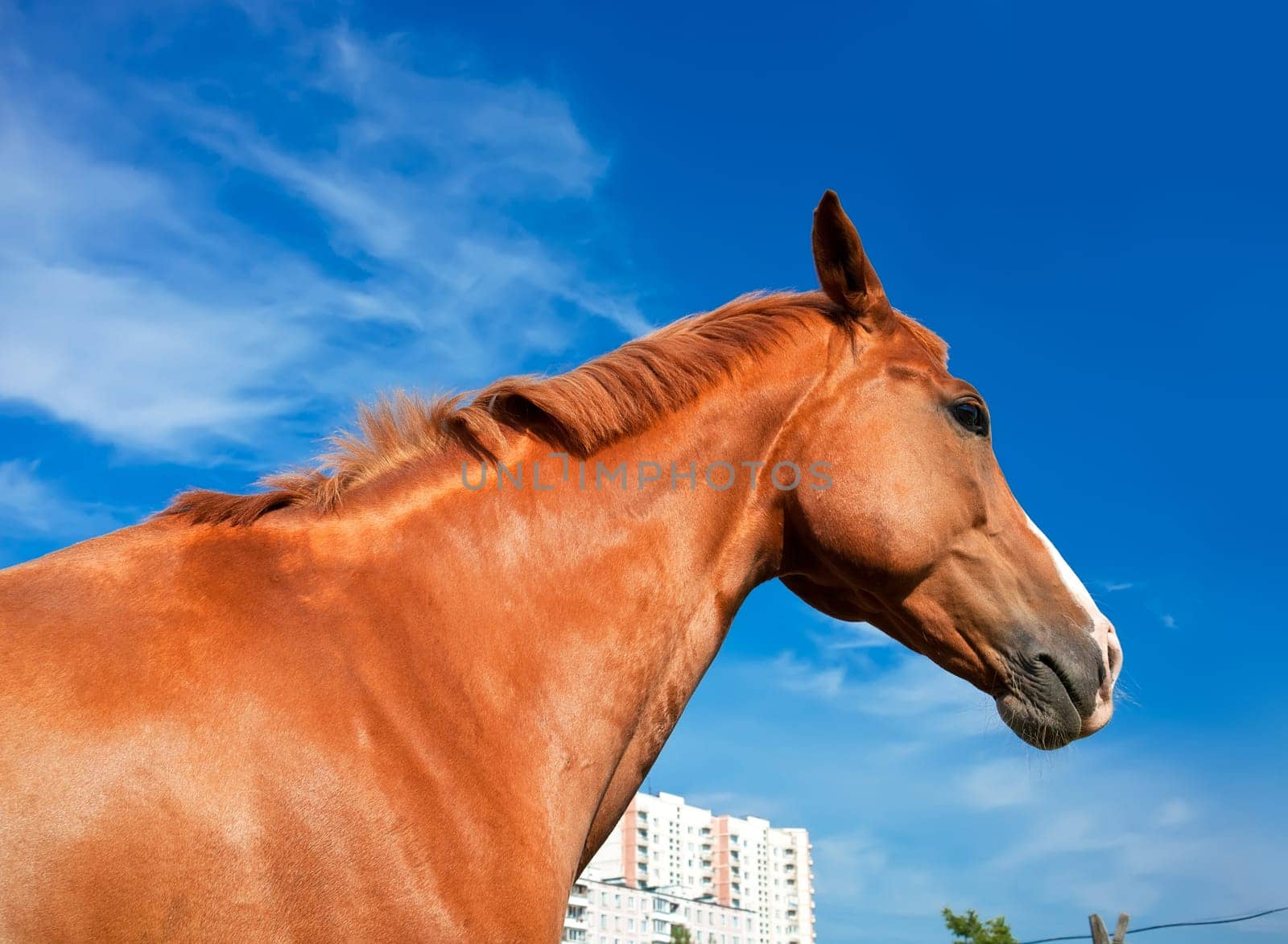 Beautiful photo of horse outdoors in summer