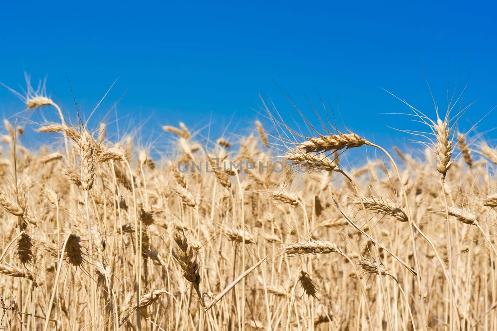 Beautiful golden wheat field under blue sky