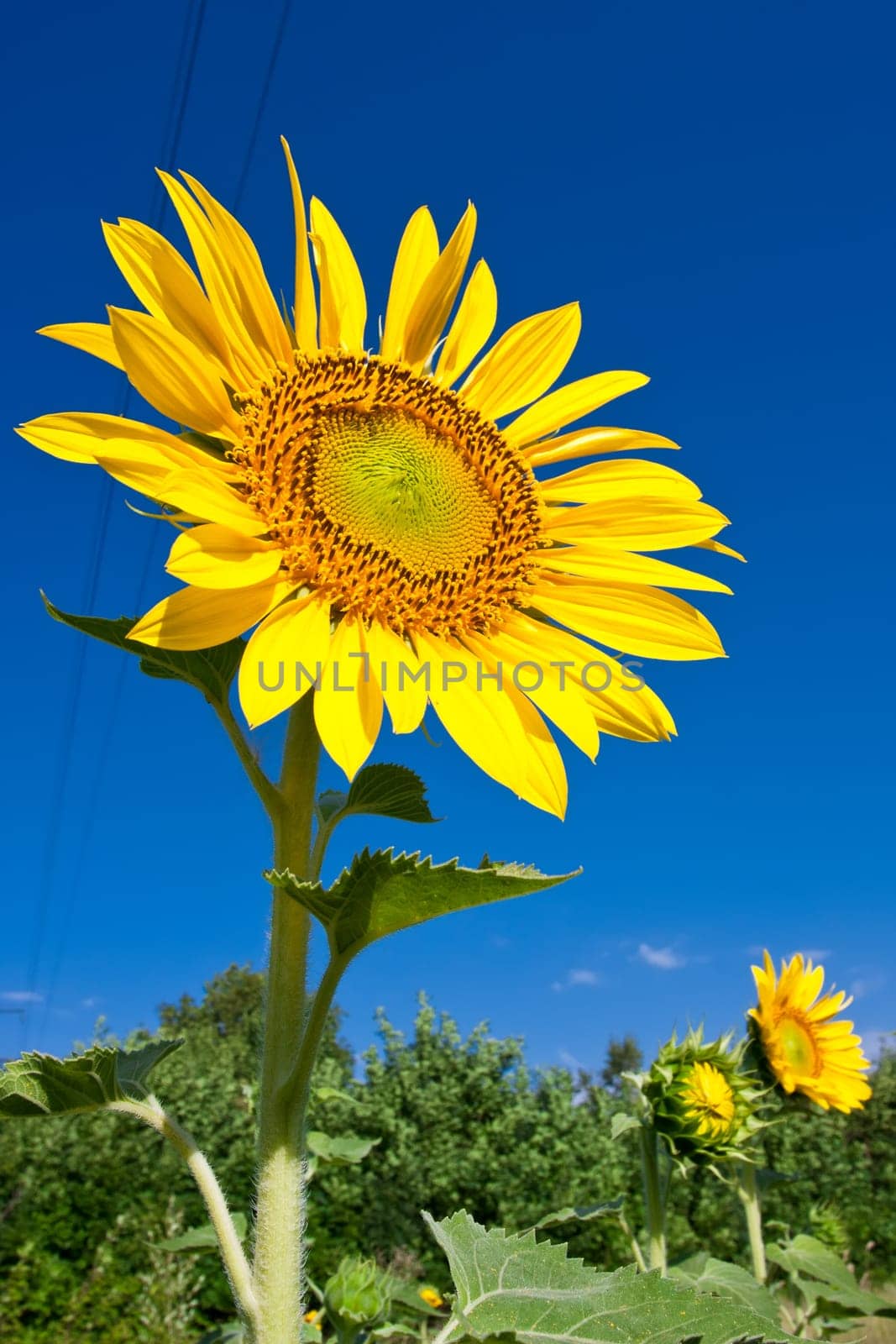 Beautiful close-up photo of big yellow sunflower