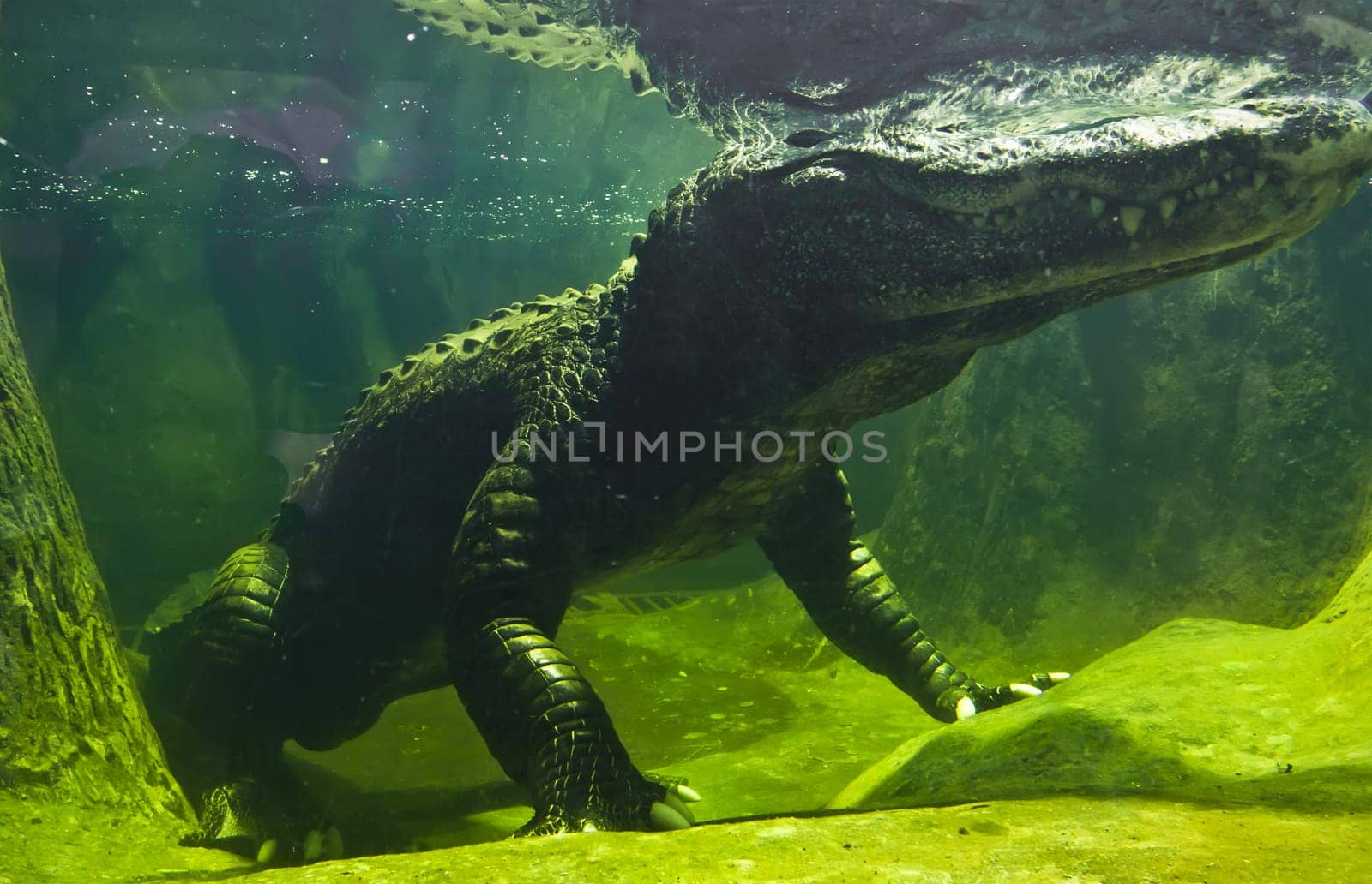 Beautiful closeup photo of big green crocodile