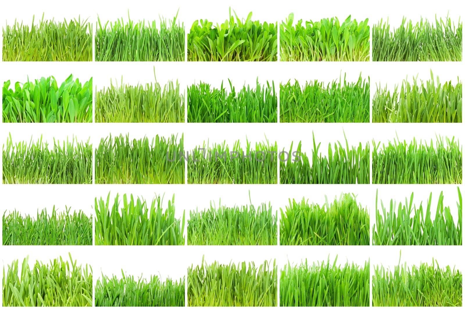Fresh green grass isolated on white background