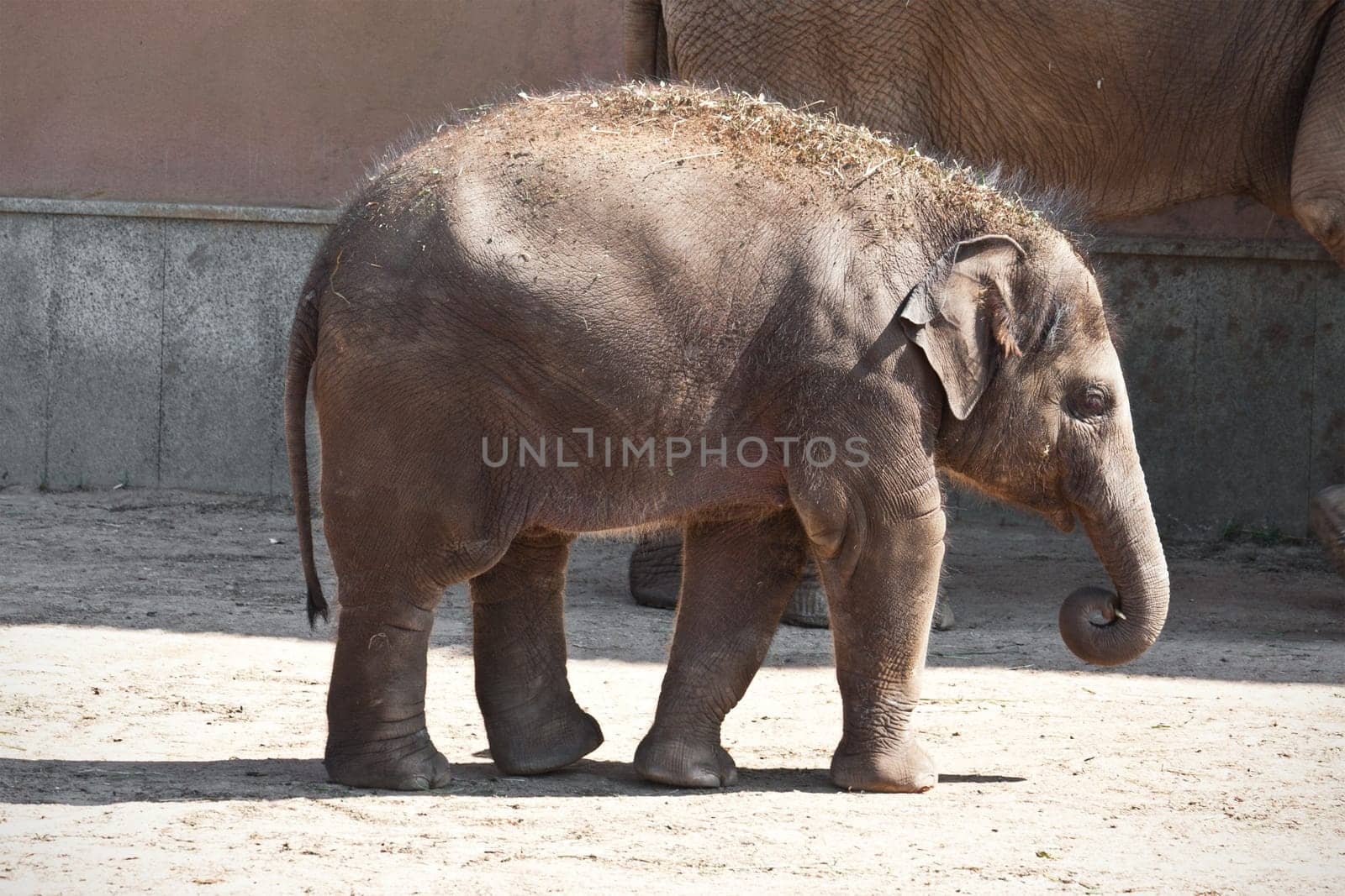Beautiful photo of small baby elephant walking in zoo