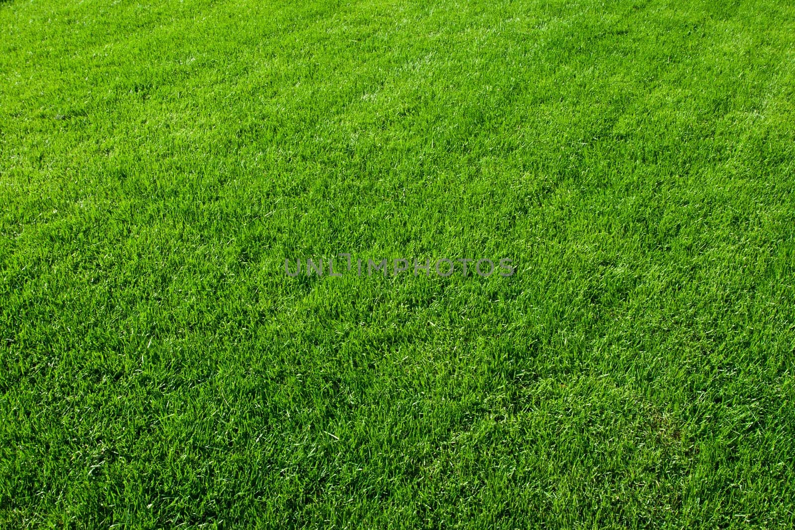 Green lush grass background under bright sunlight